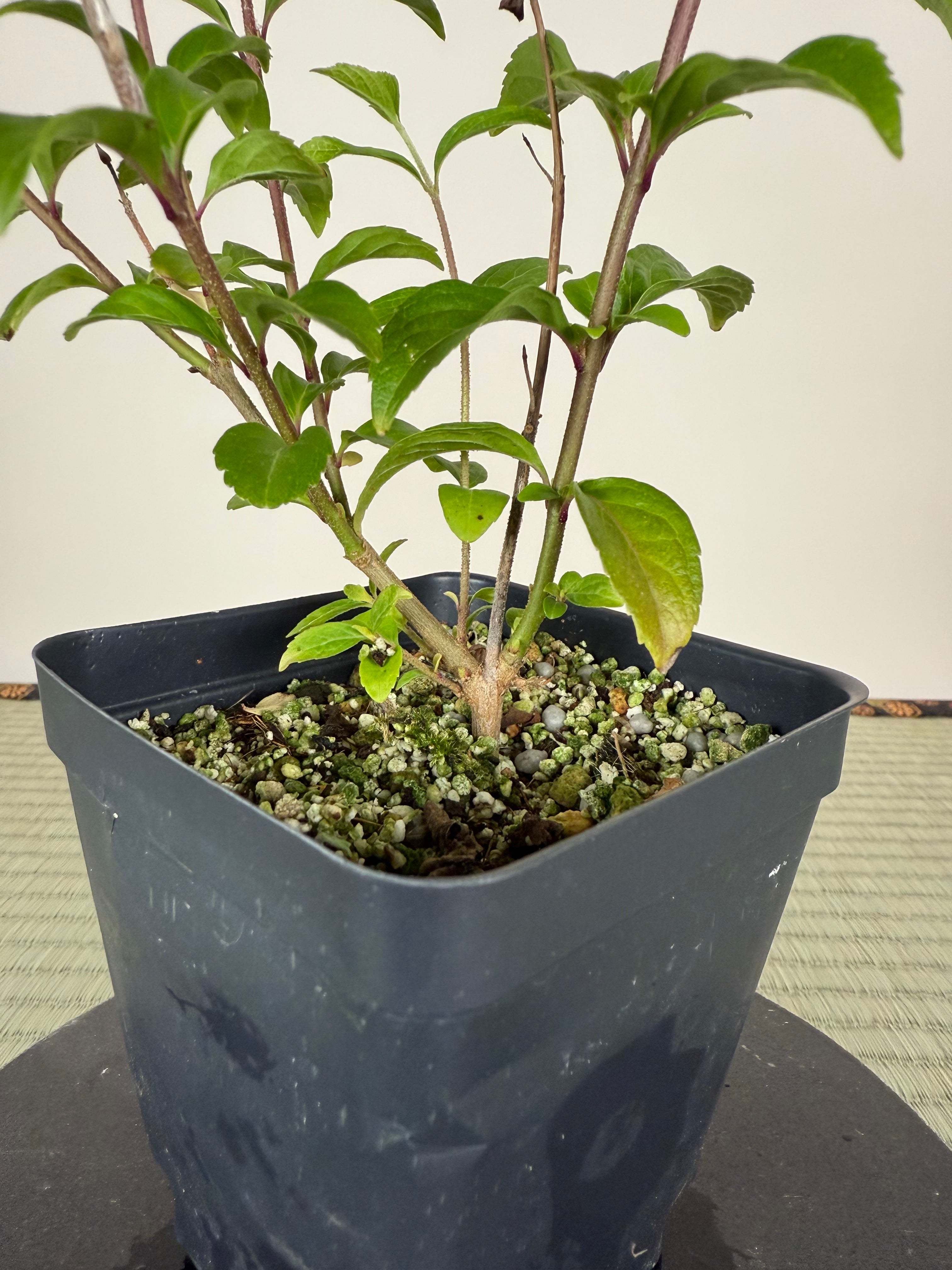 Callicarpa japonica (Japanese Beautyberry) (Purple Berries)