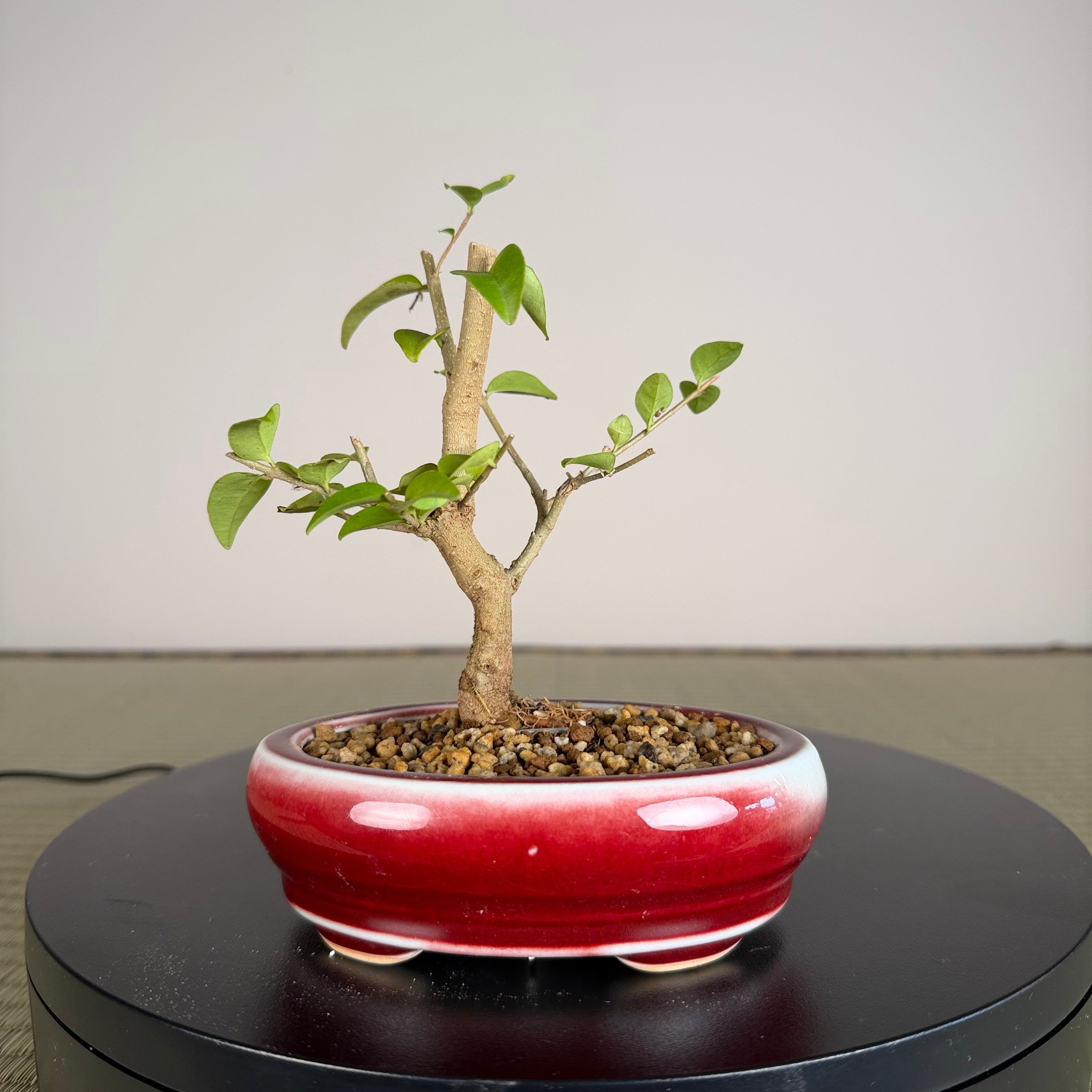 TROISIÈME DE CHINOIS