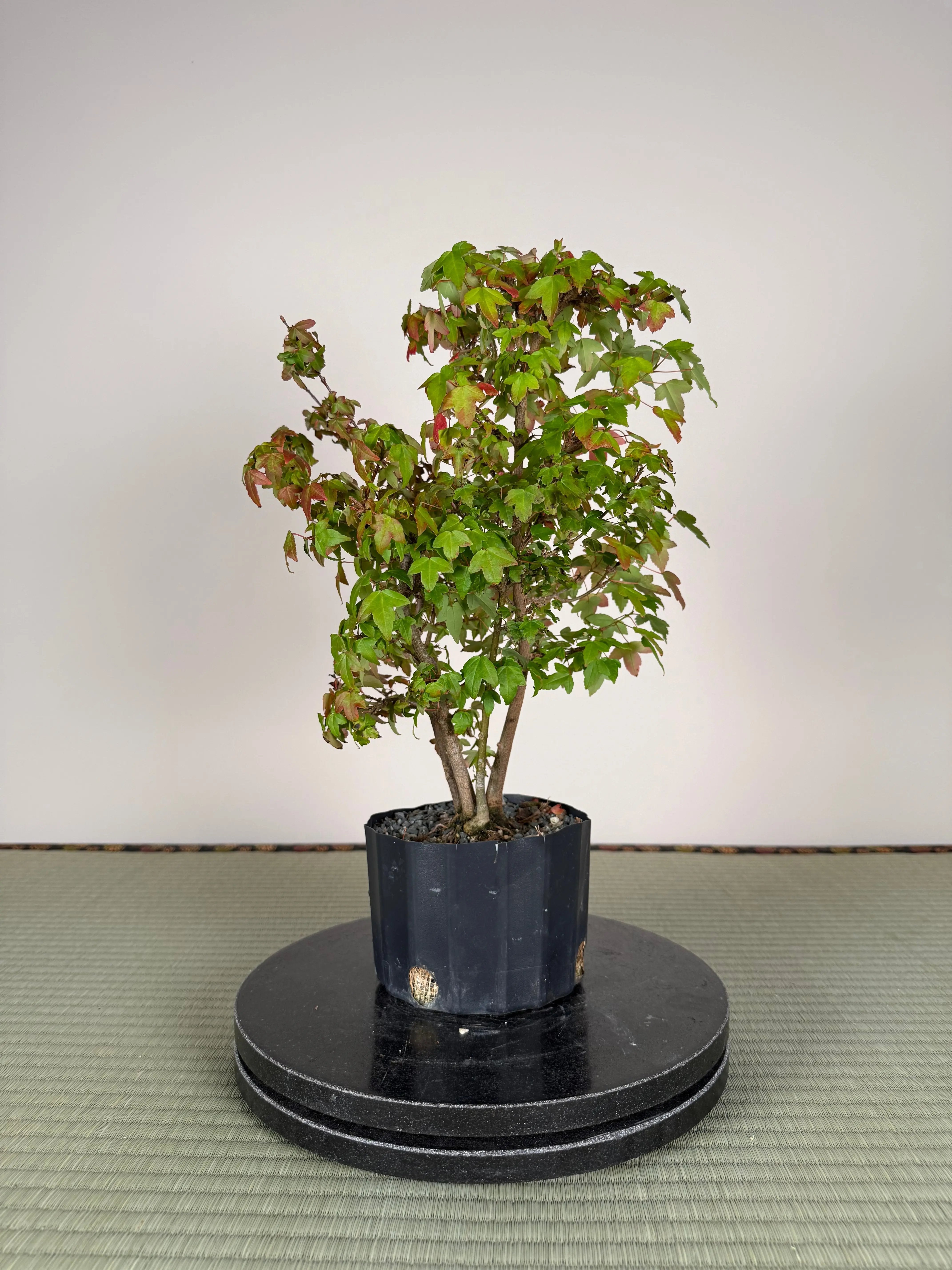 Acer buergerianum 'Fuyo-en' (Clump) Canada Bonsai