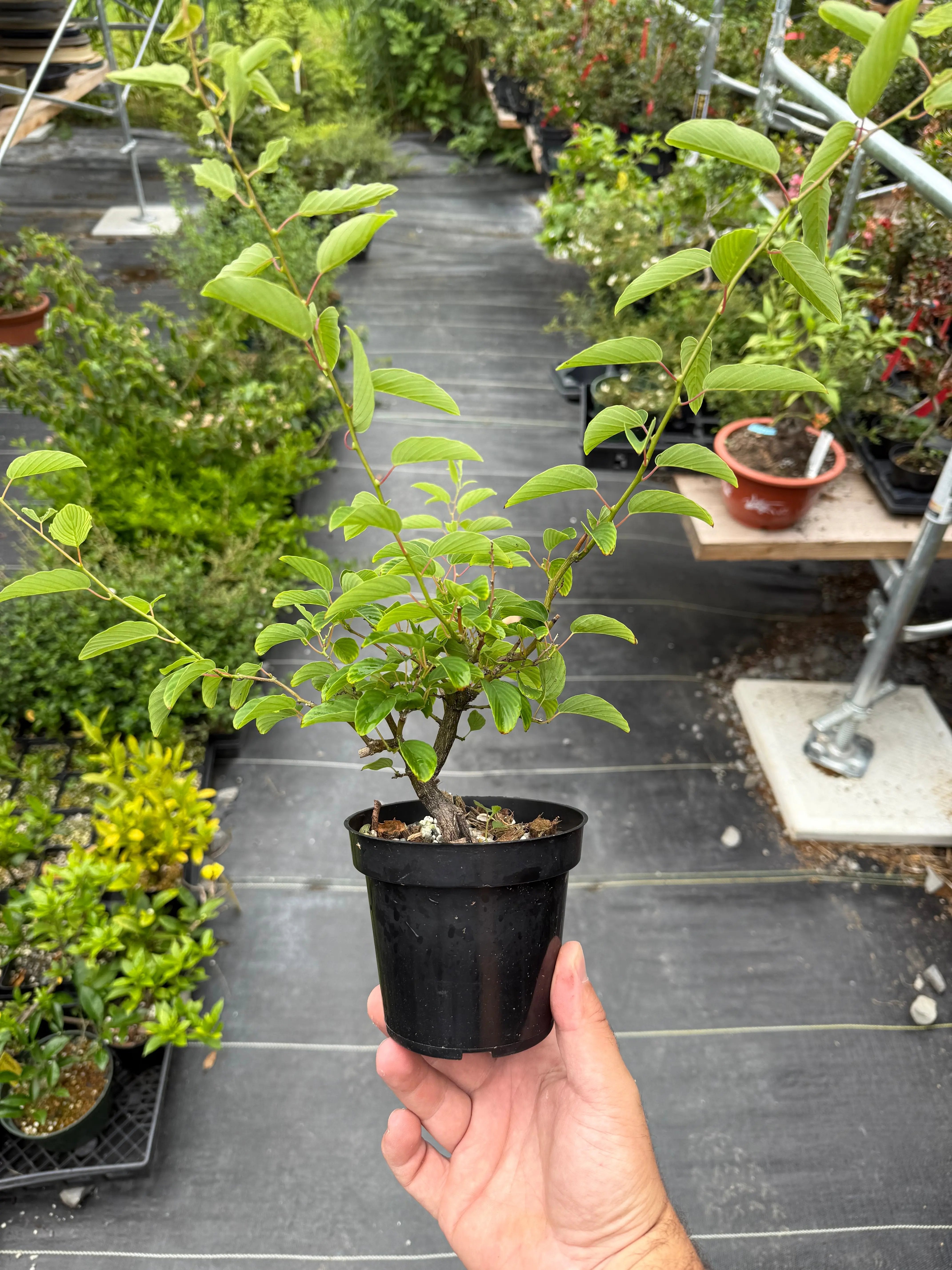 Berchemia racemosa Canada Bonsai