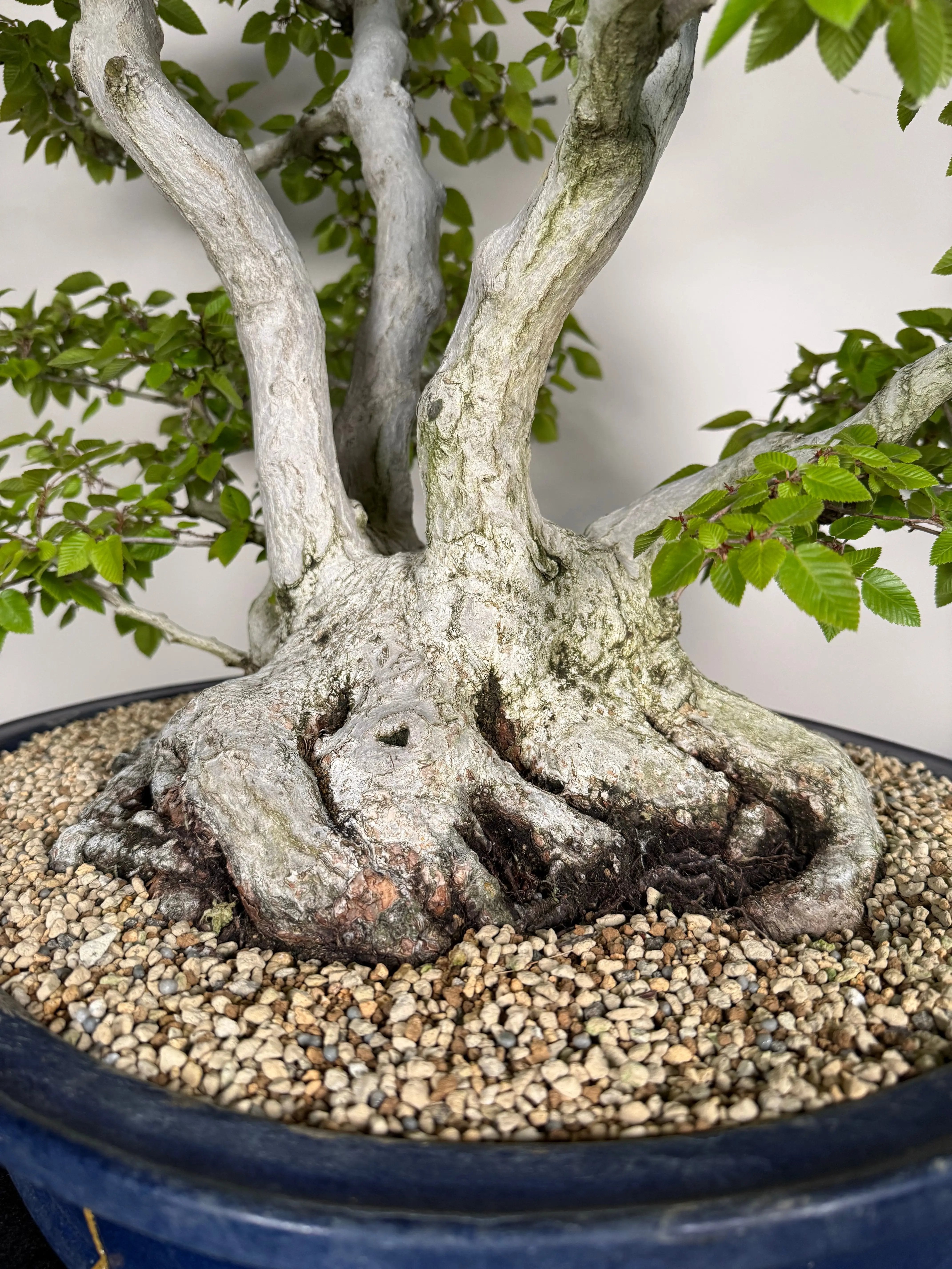 Carpinus turczaninowii Canada Bonsai