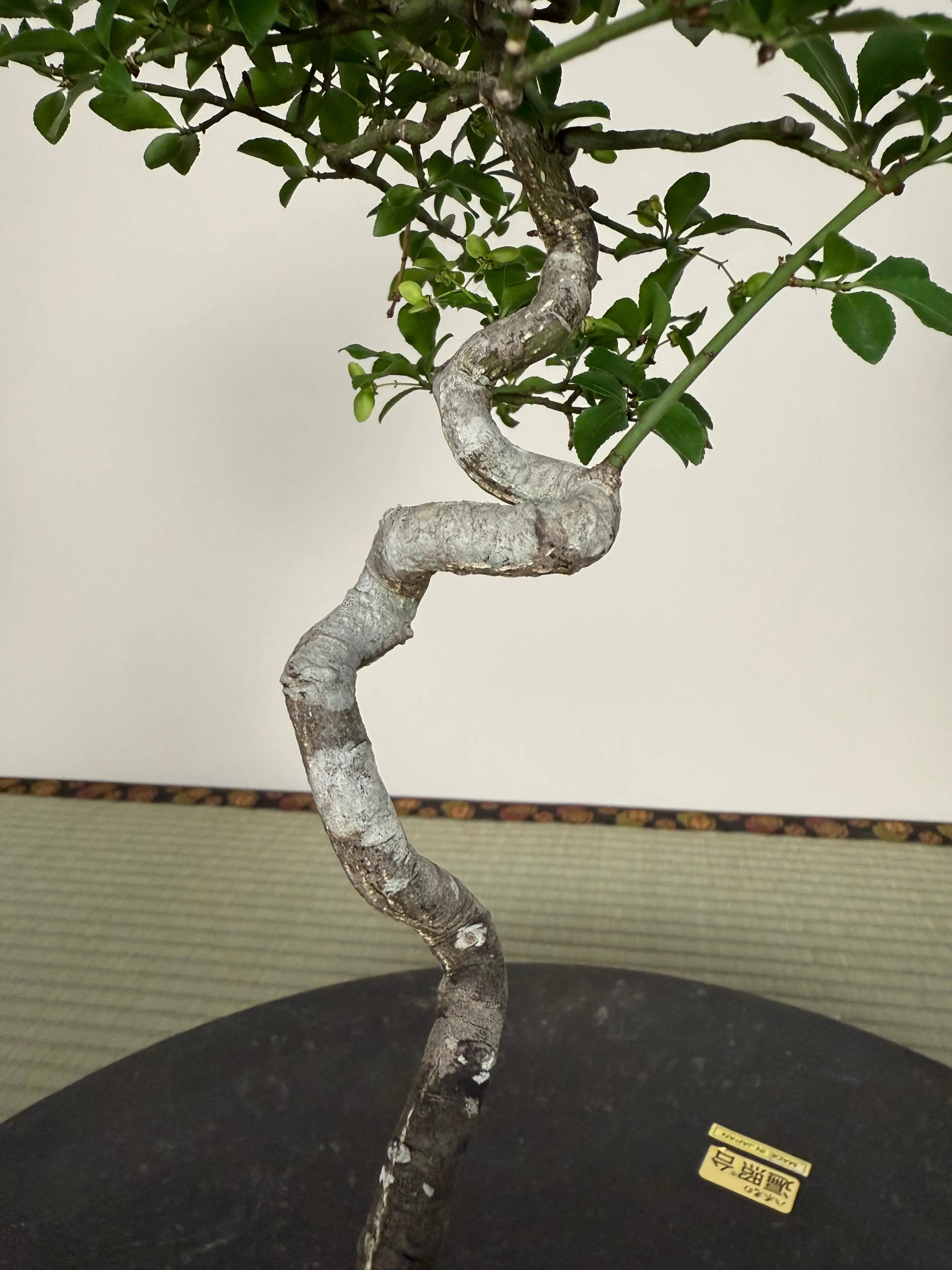 Euonymus Canada Bonsai