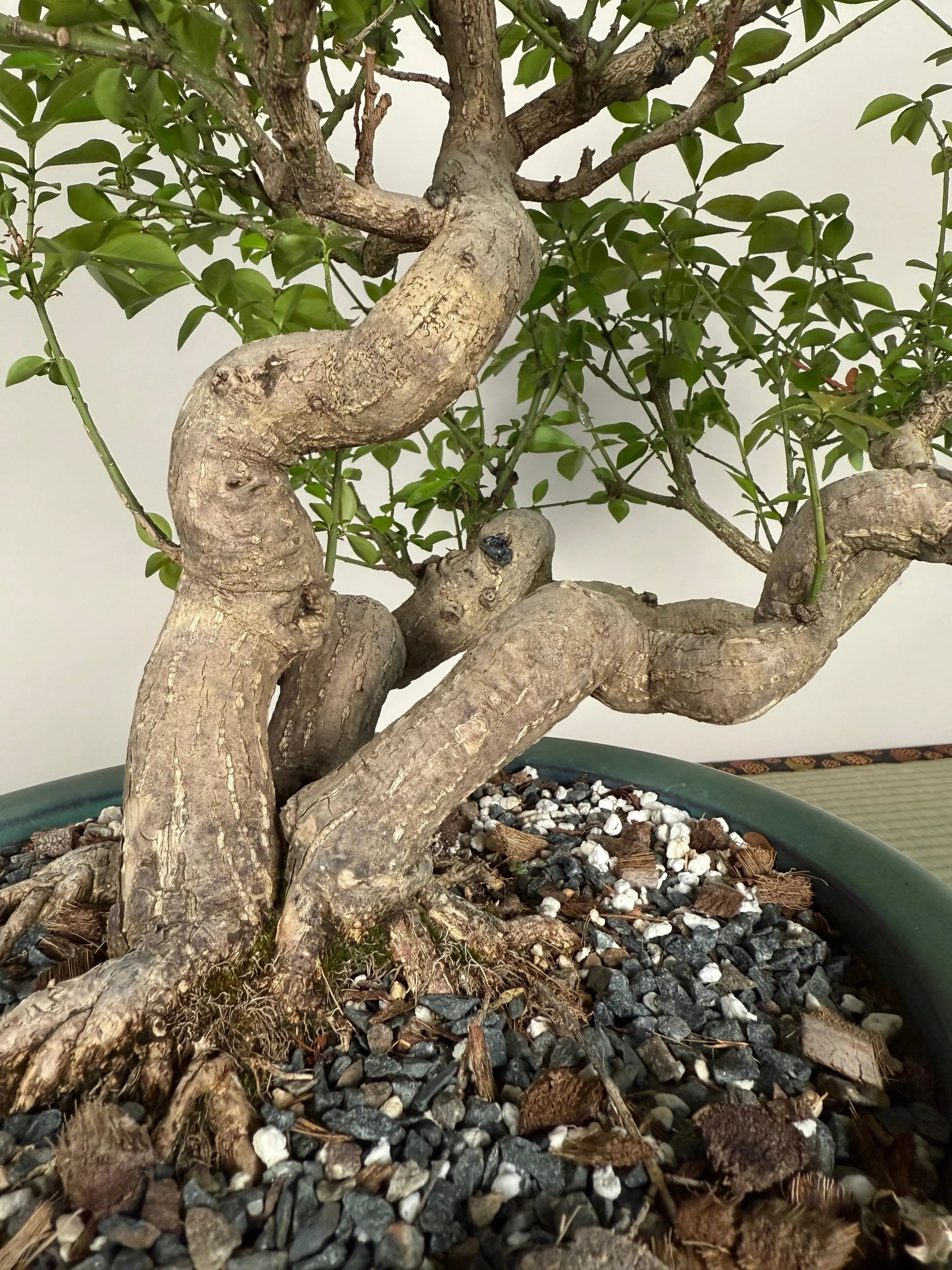 Euonymus Canada Bonsai