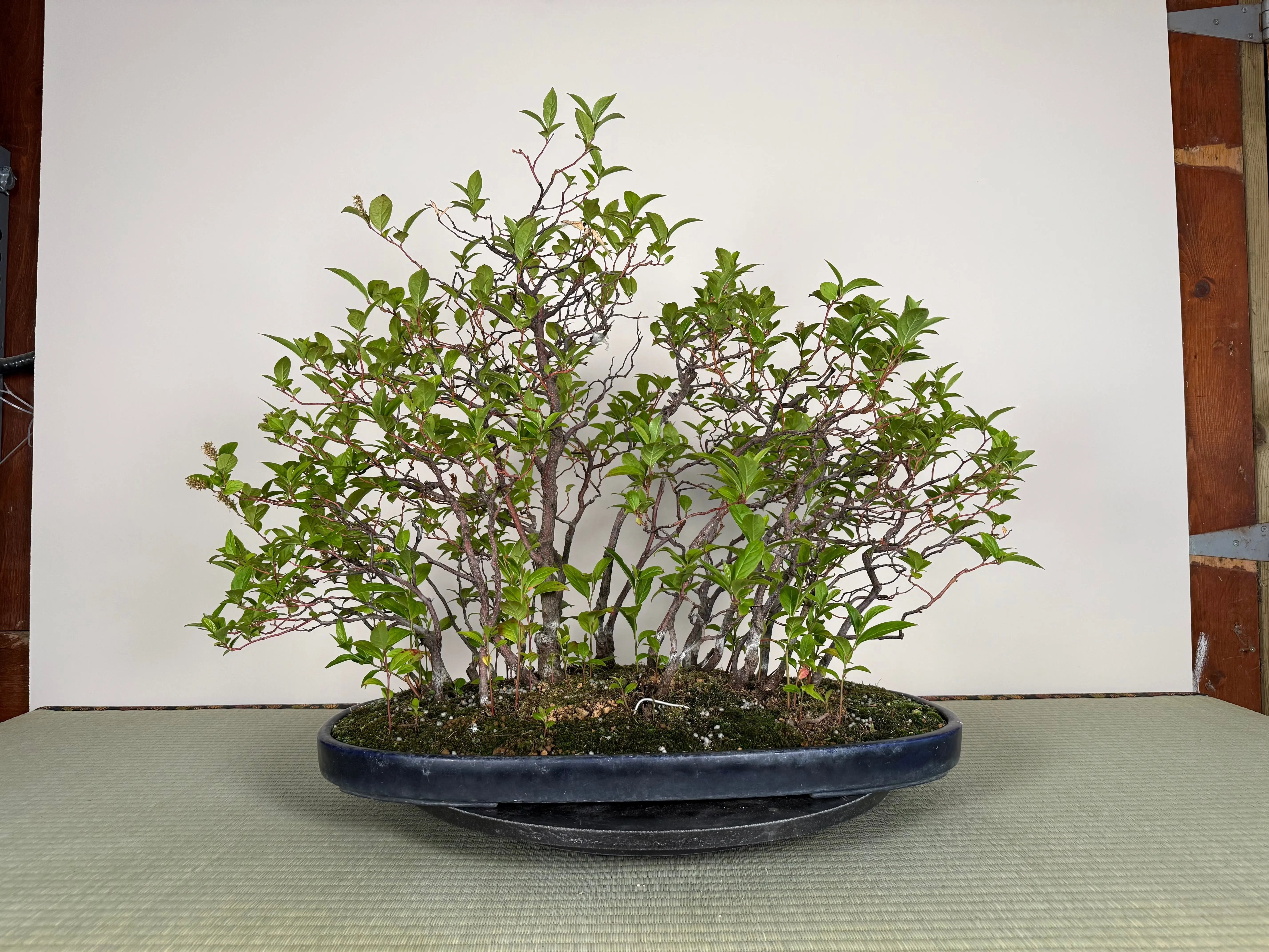 Itea japonica Canada Bonsai