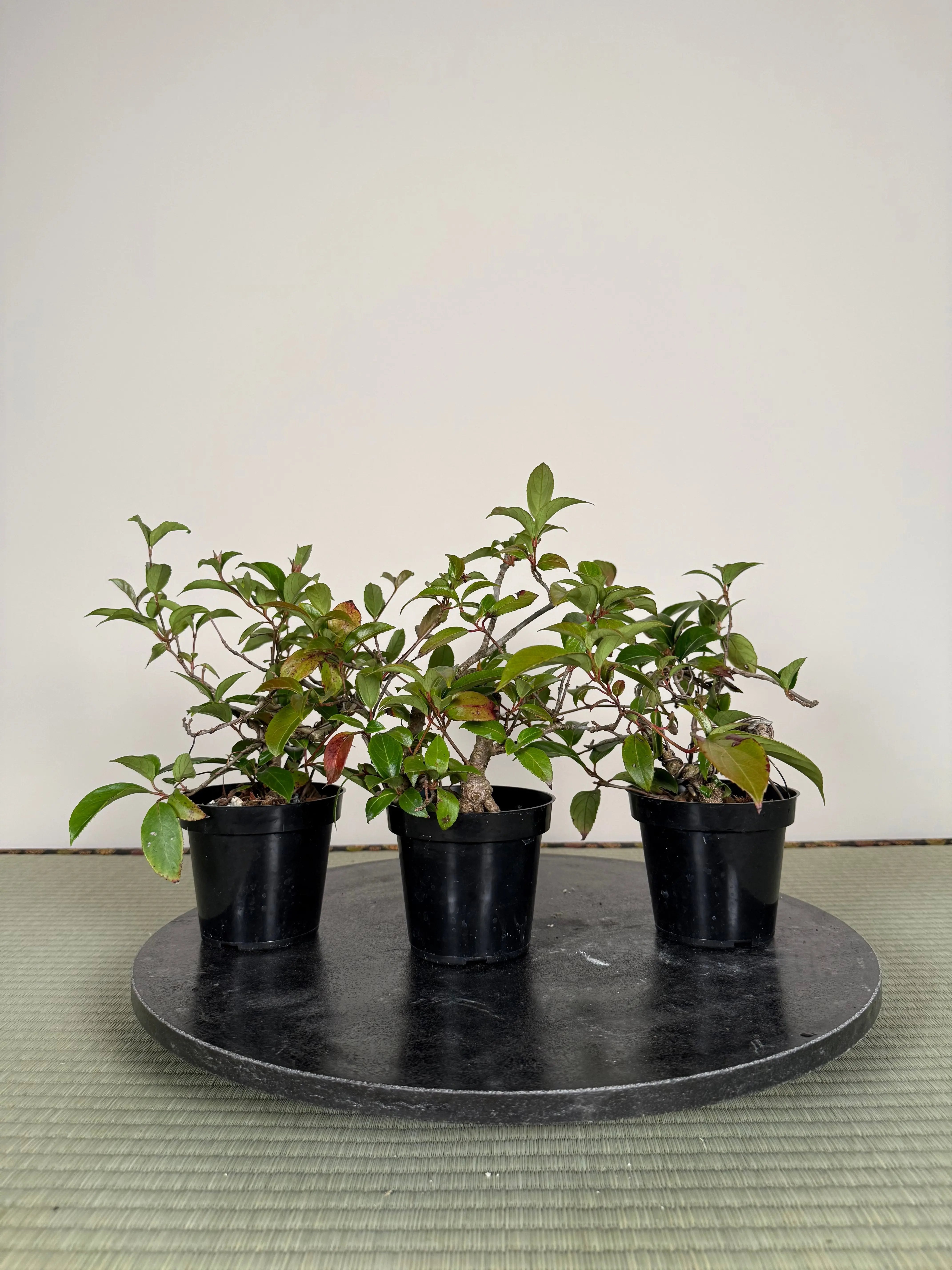 Kadsura japonica Canada Bonsai