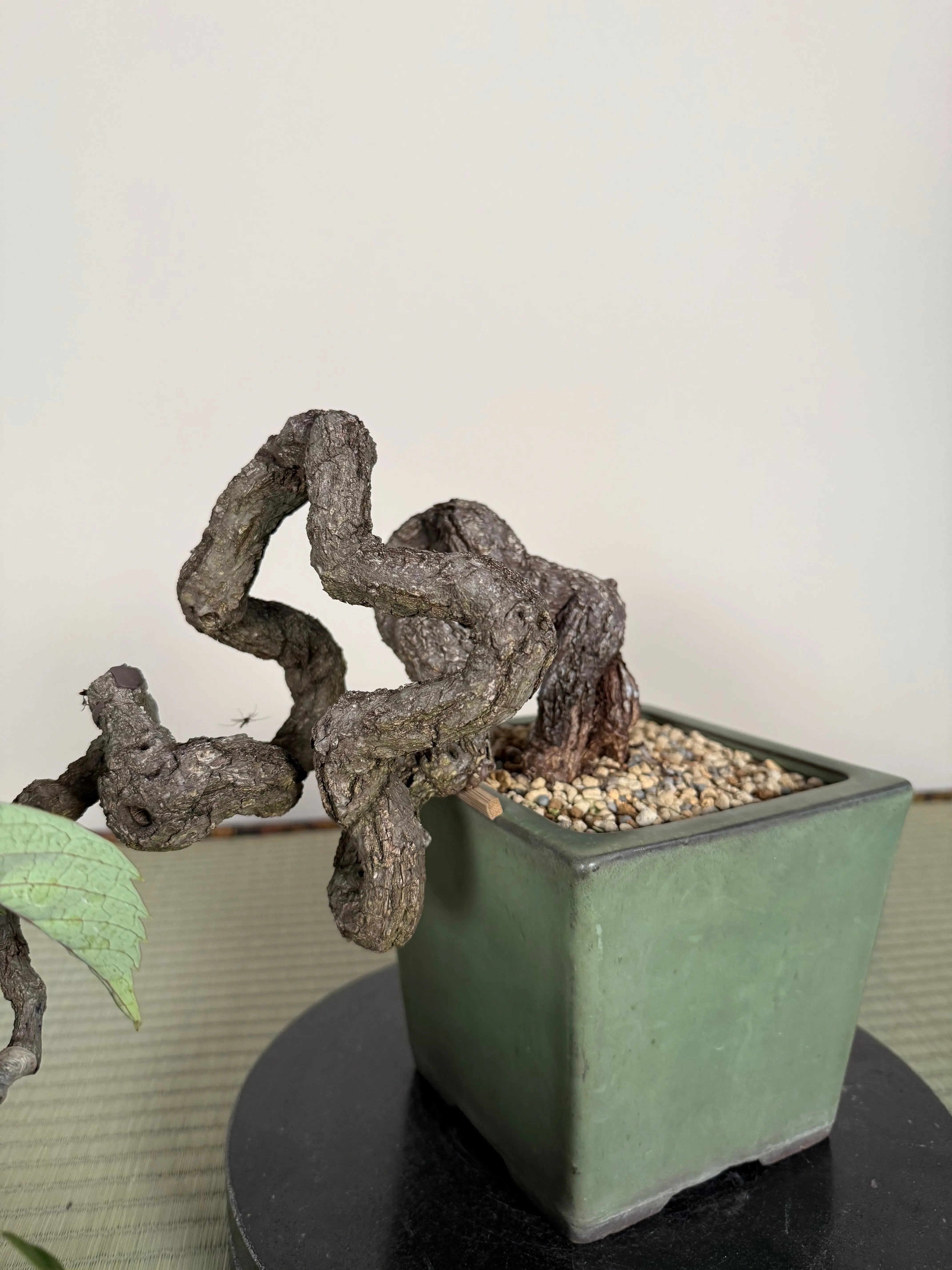 Parthenocissus quinquefolia (Antique pot) Canada Bonsai