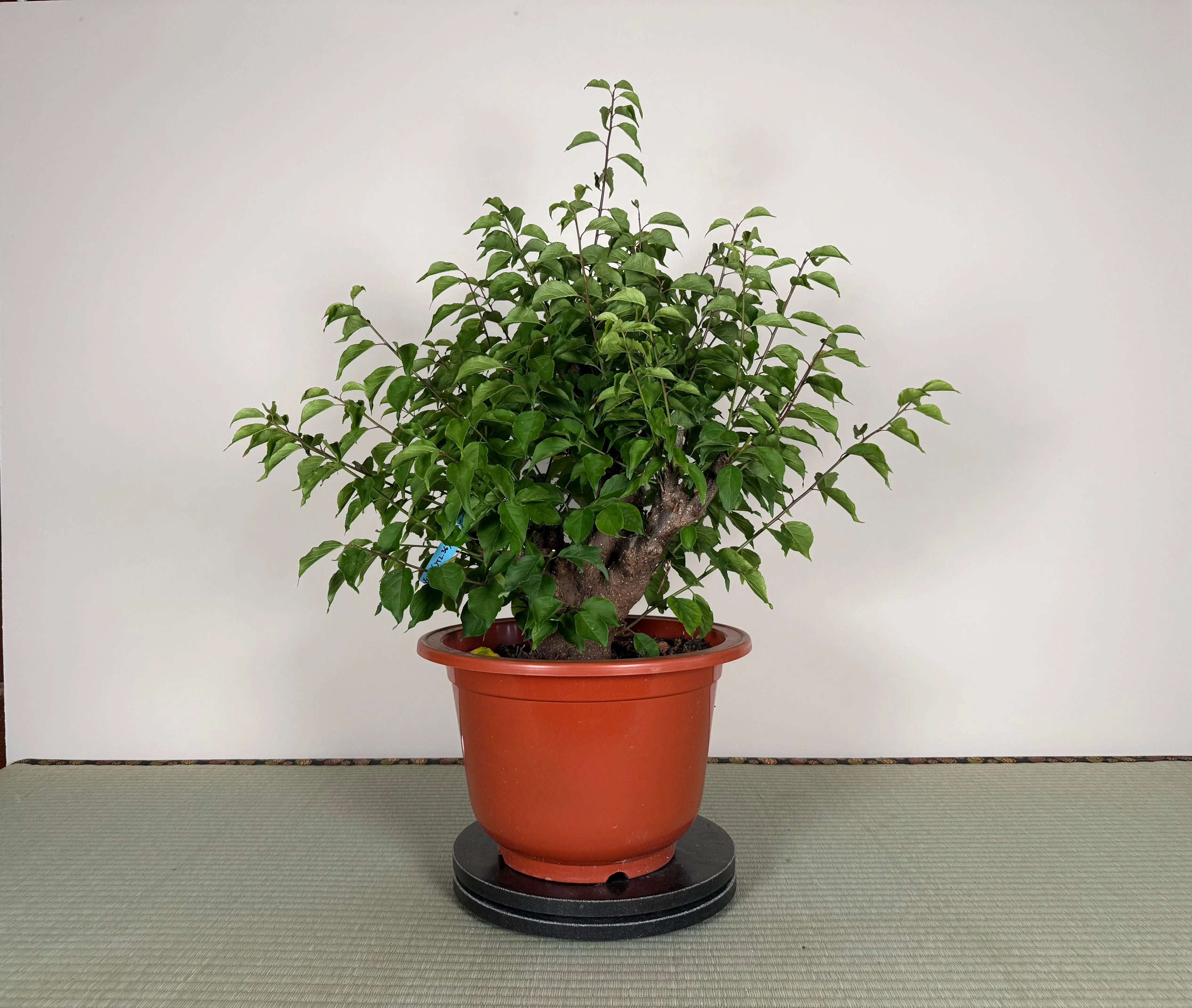 Prunus mume 'Gǔ lǐ hóng' Canada Bonsai