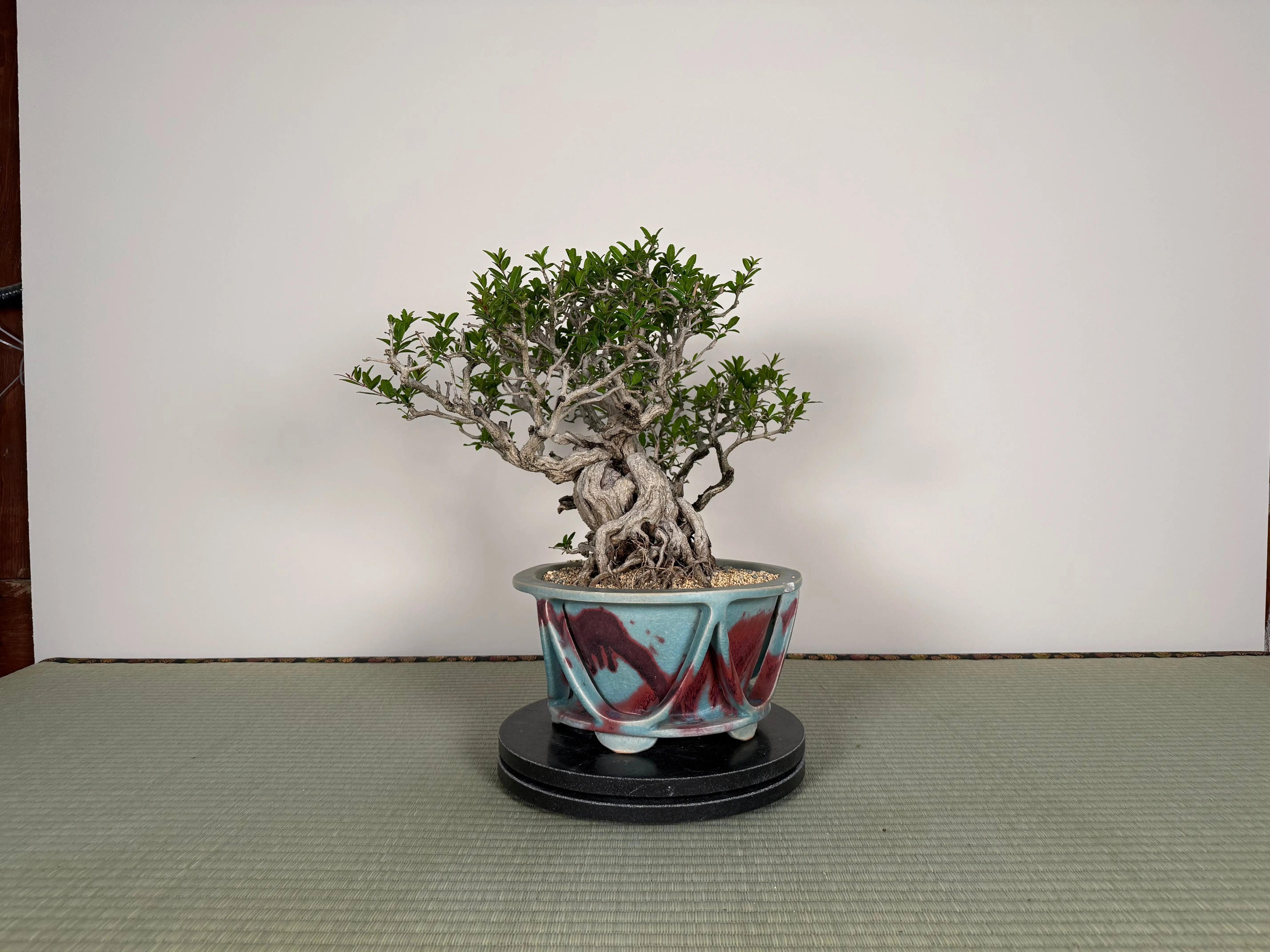 Punica granatum 25th Anniversary Gafu-ten Canada Bonsai