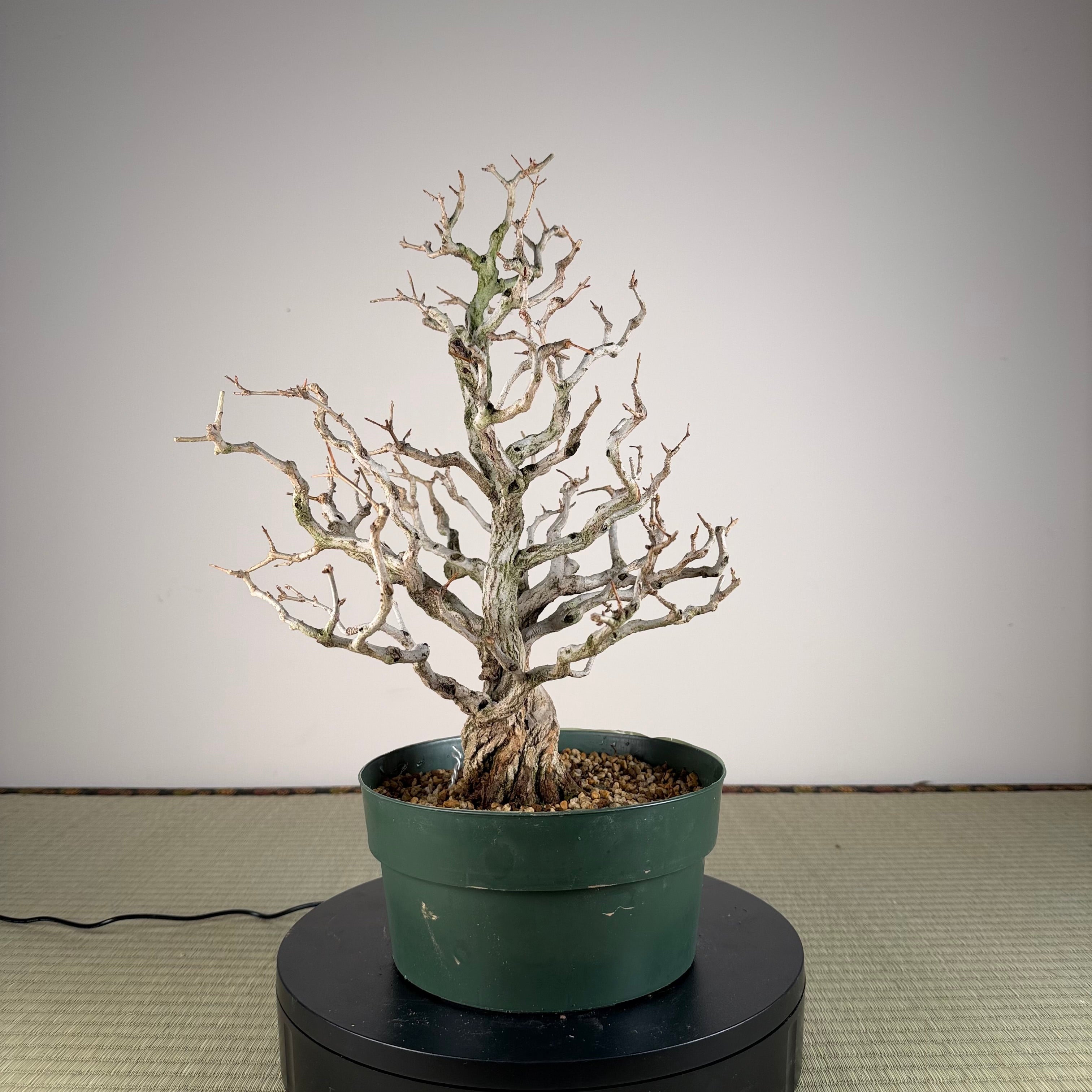 Punica granatum