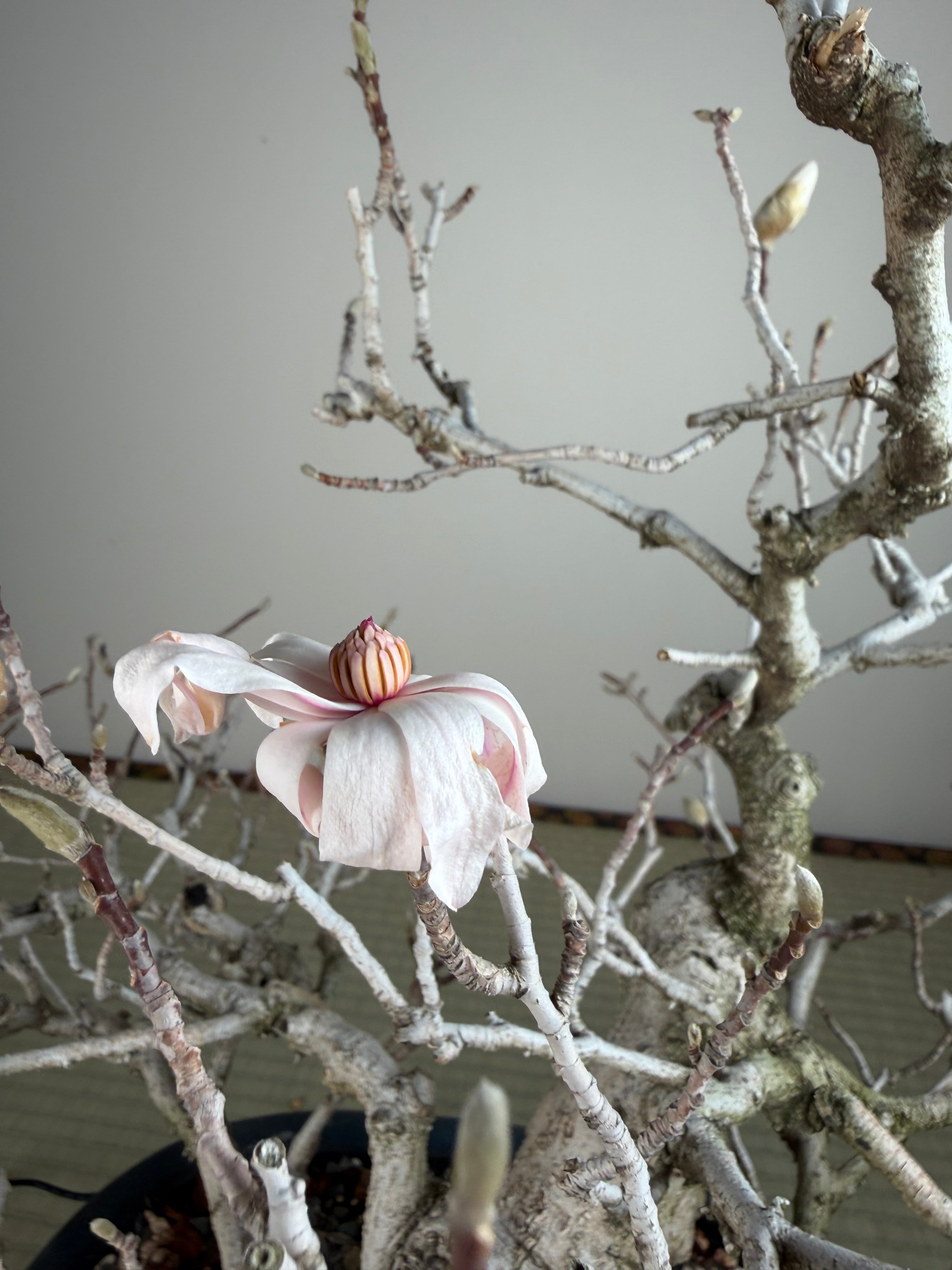 Magnolia kobus (dwarf)