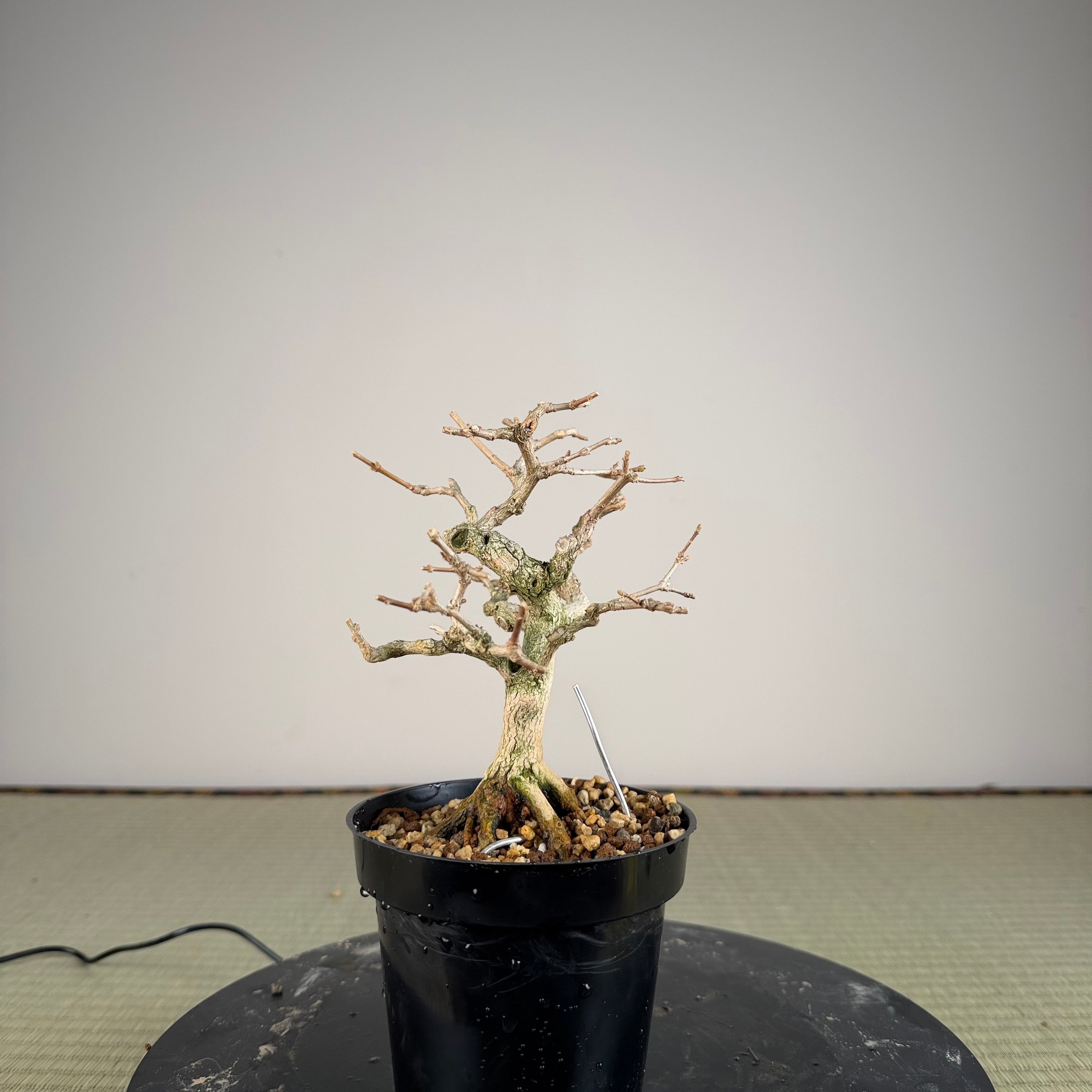 Premna japonica