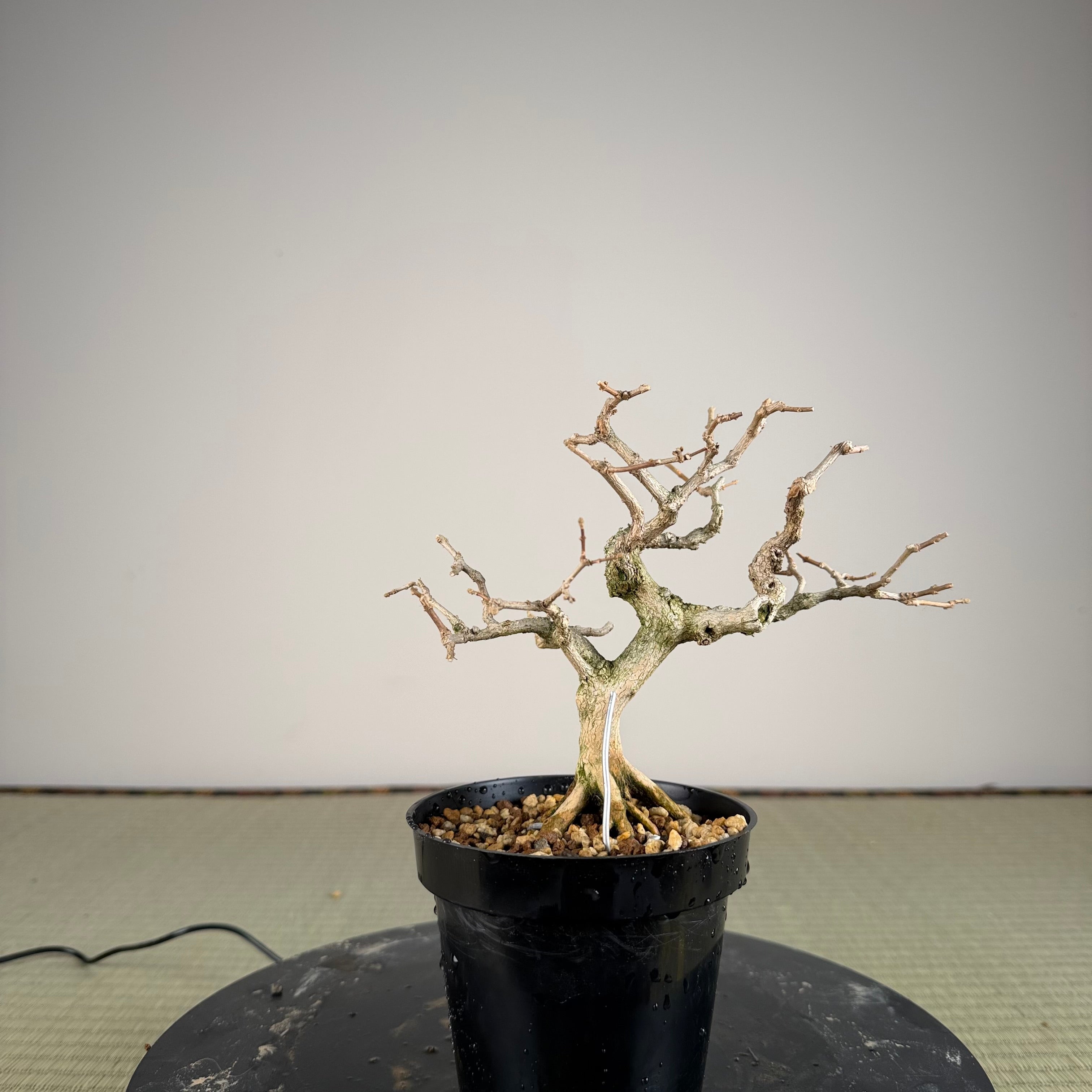 Premna japonica