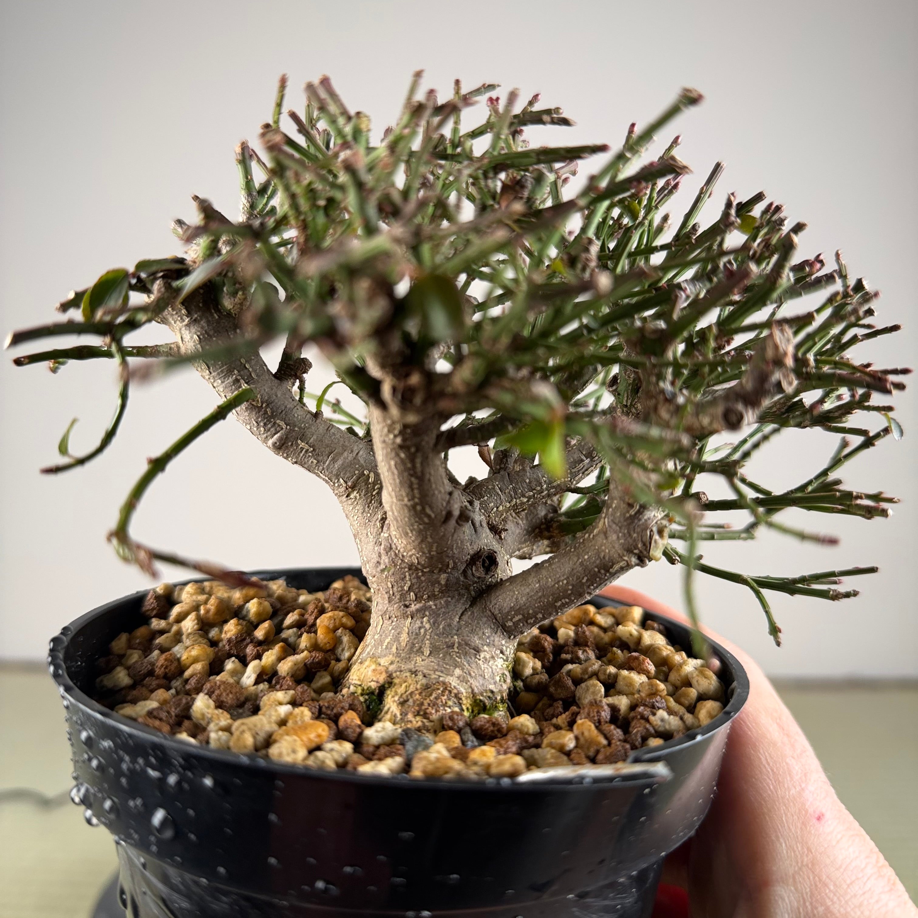 Euonymus