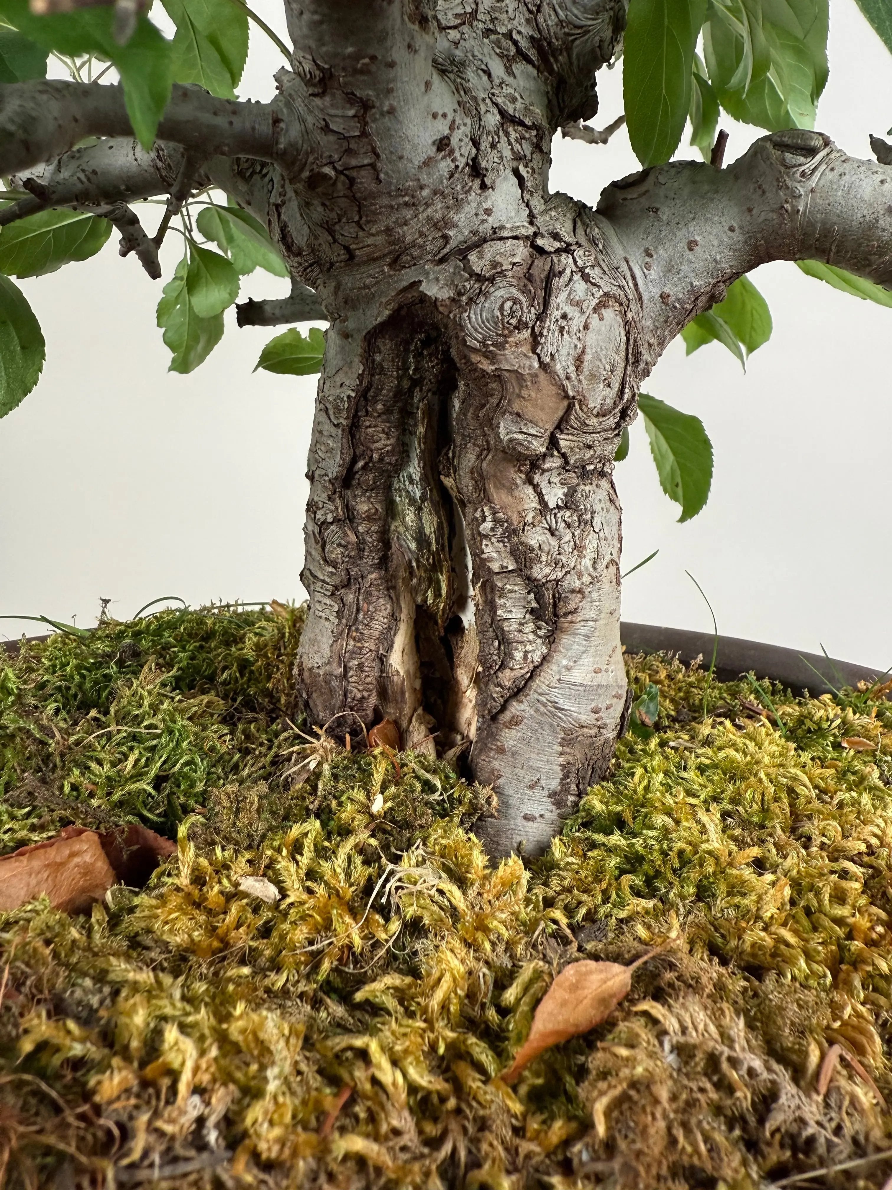 Malus 'Hime Ringo' Canada Bonsai
