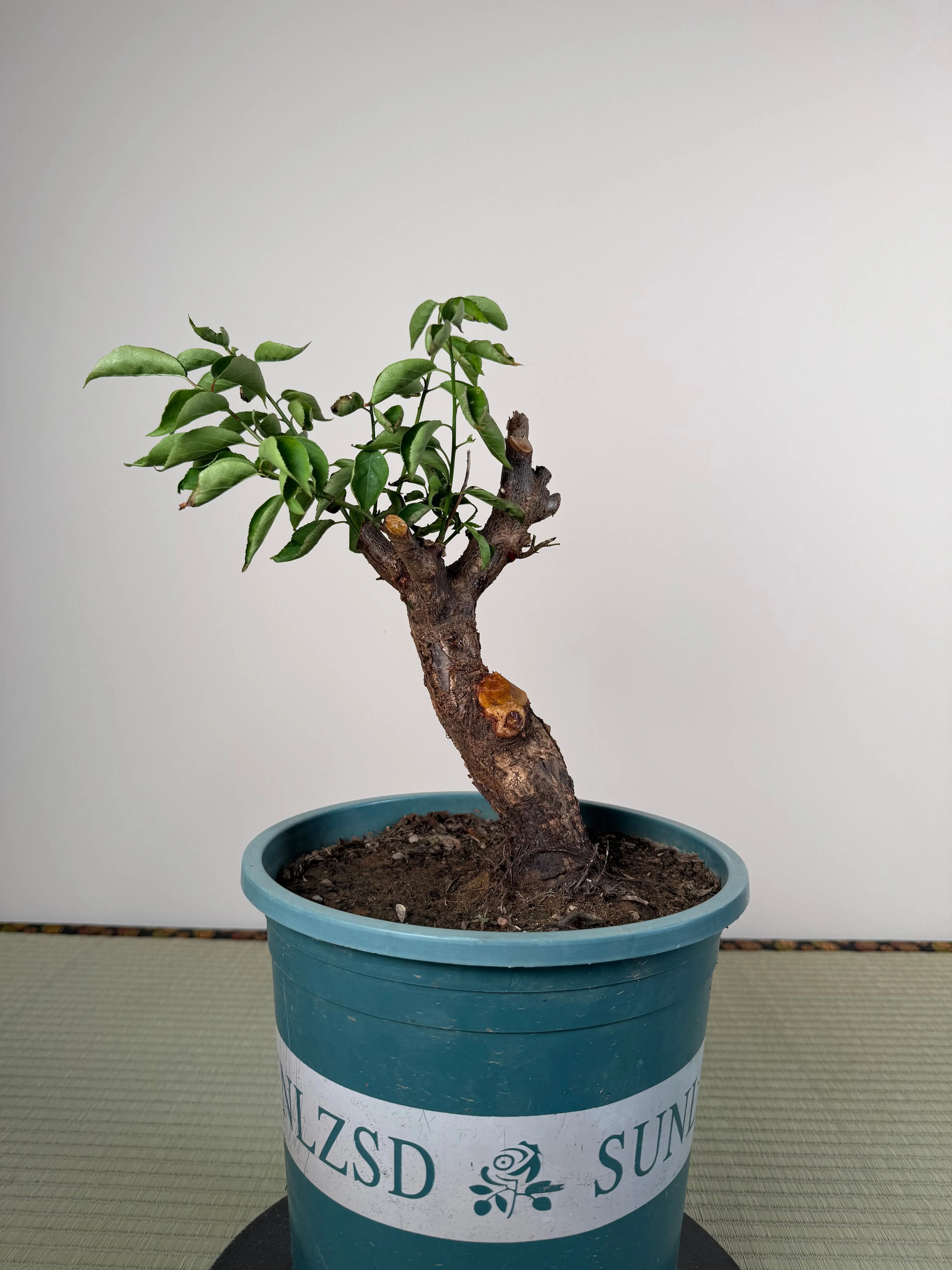 Prunus mume Canada Bonsai