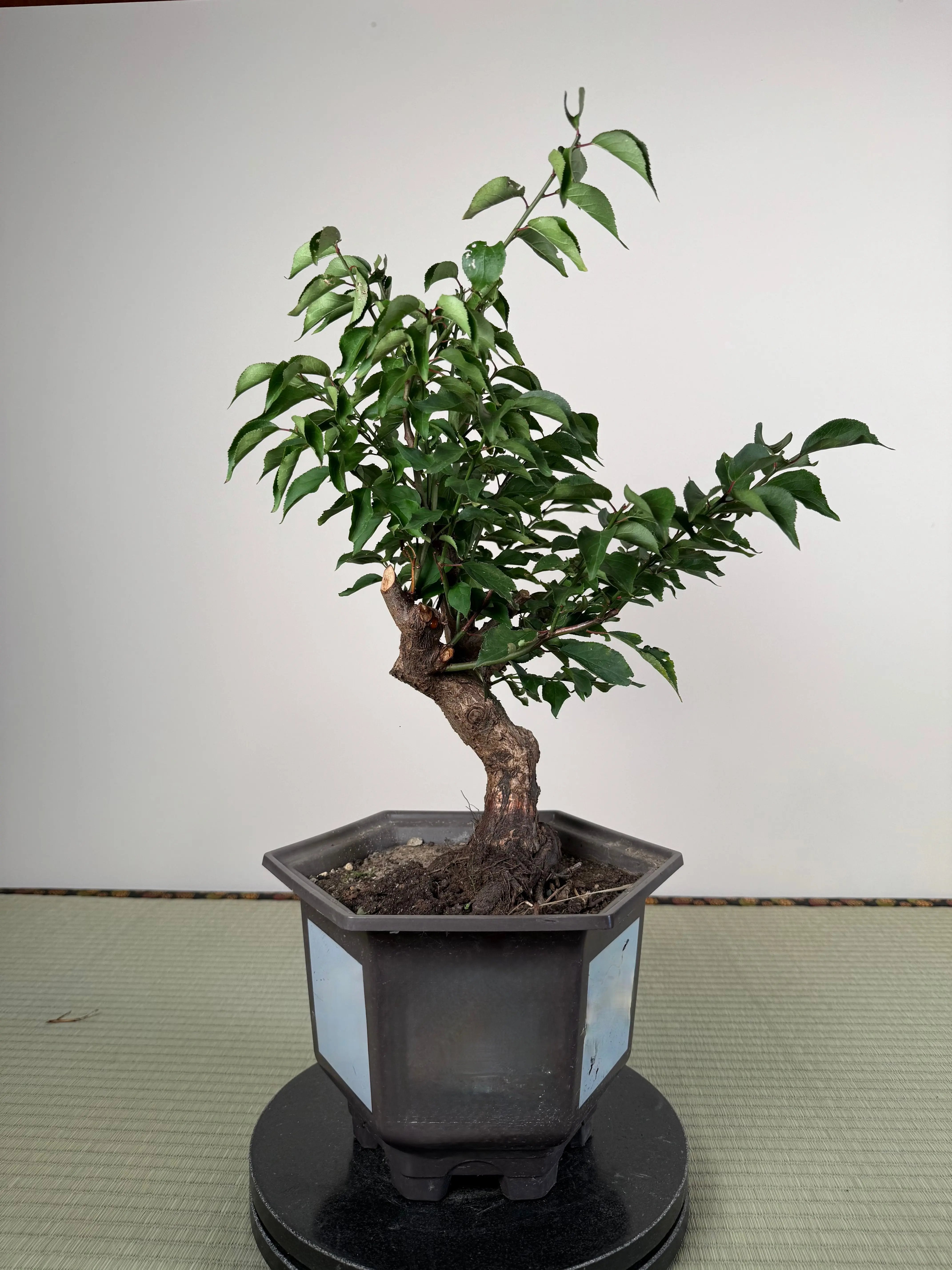 Prunus mume Canada Bonsai