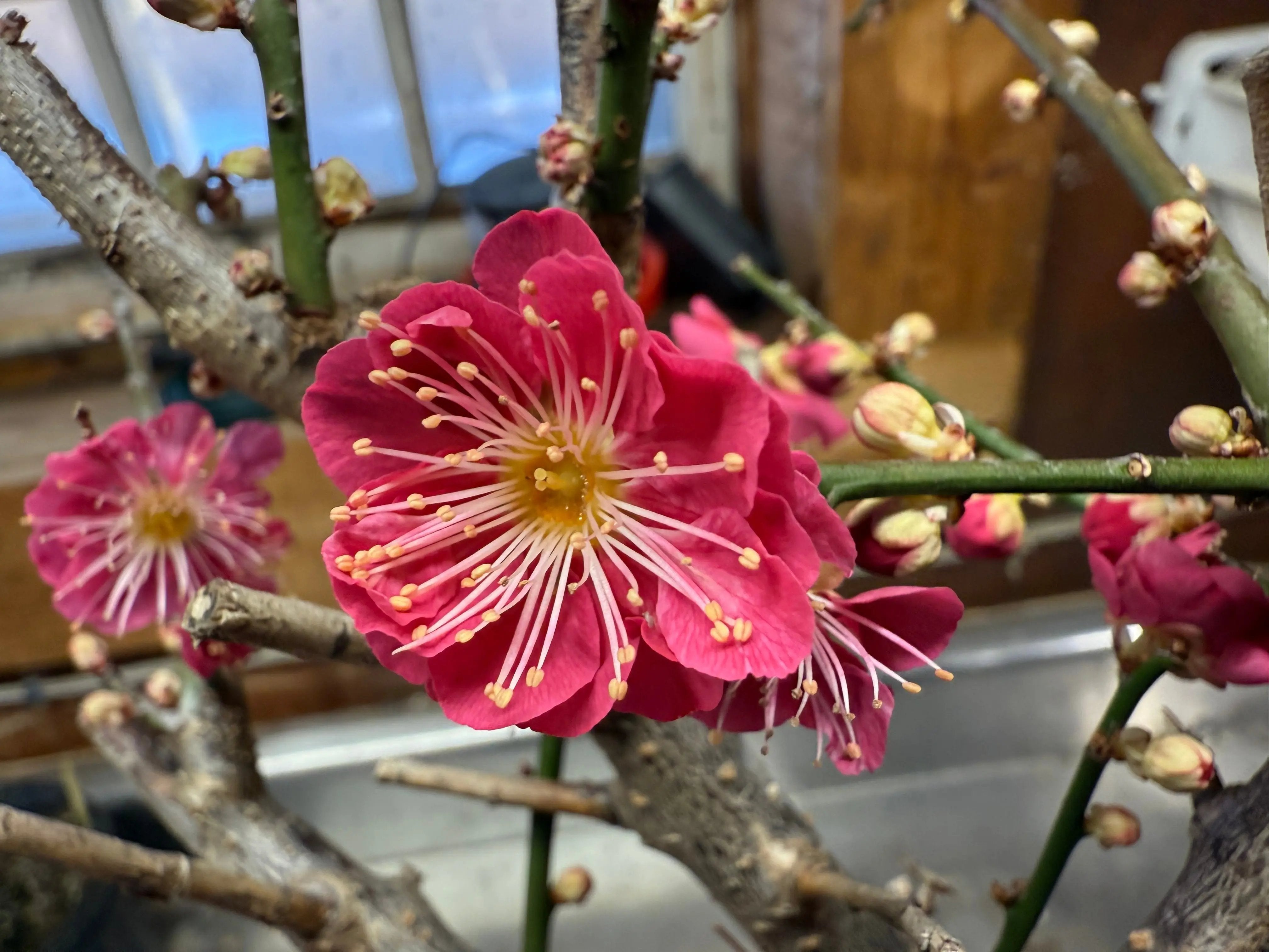 Prunus mume 'QIĀNBÀN ZHŪSHĀ' Canada Bonsai