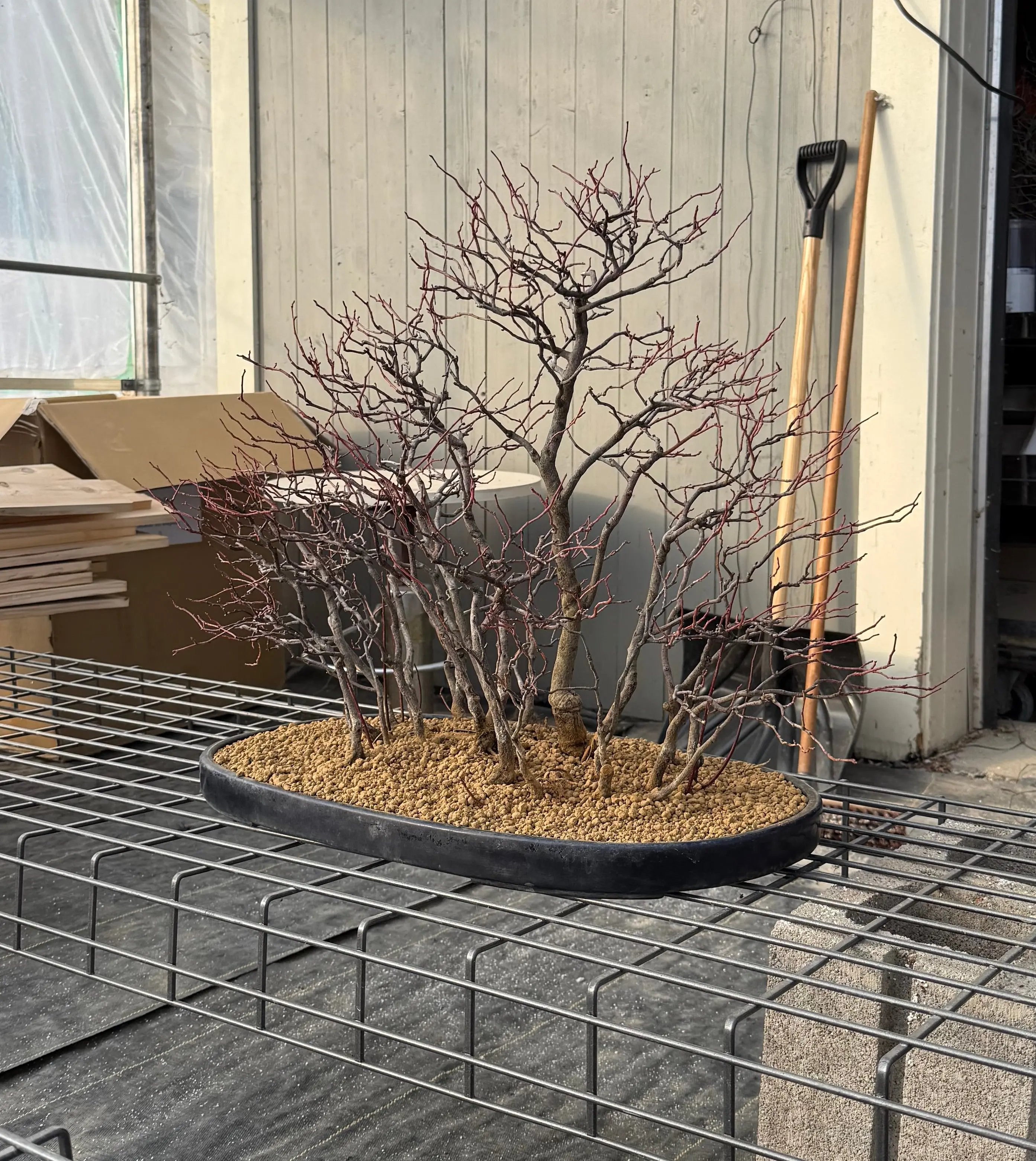 Itea japonica Canada Bonsai