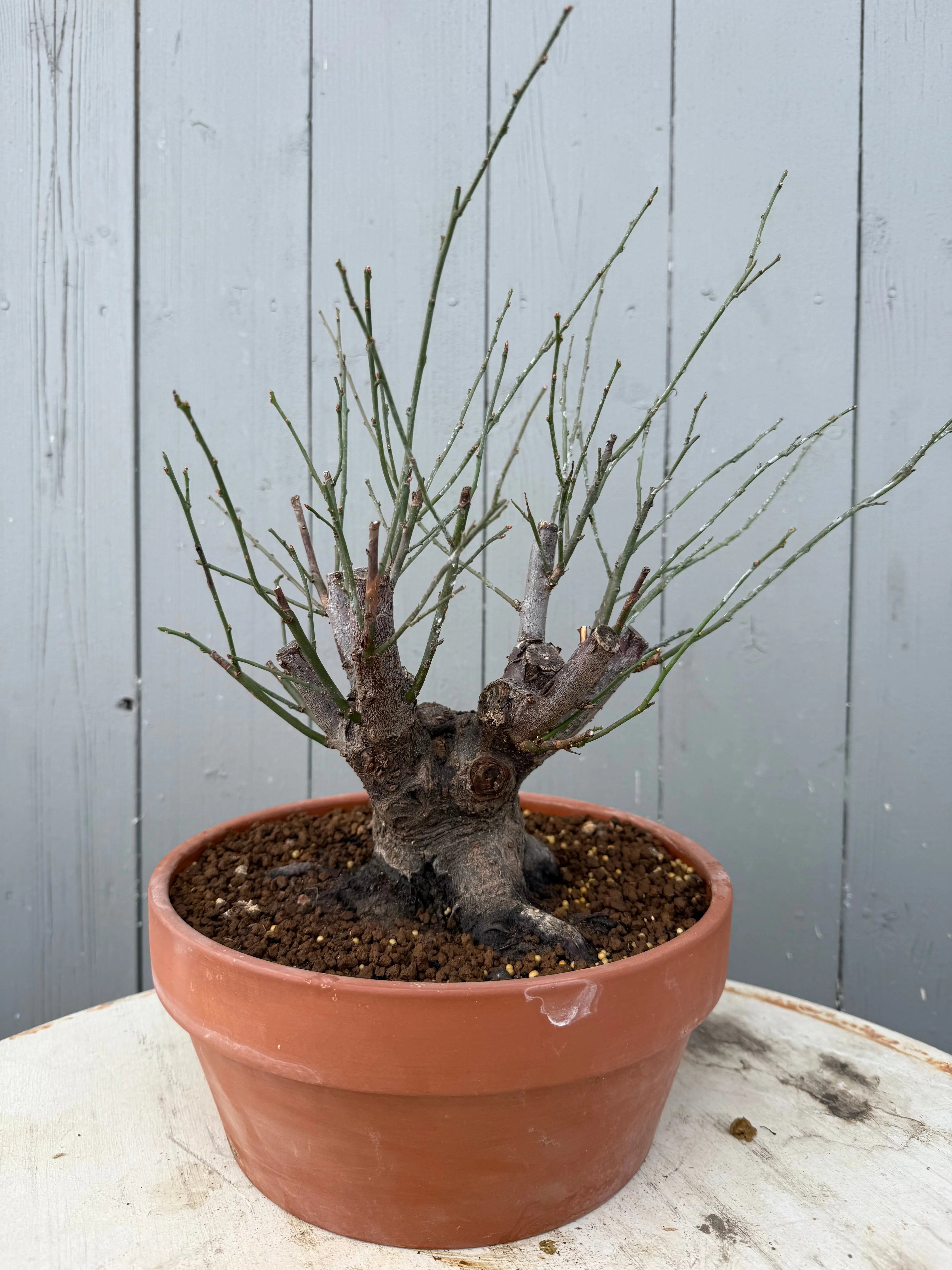 Prunus mume 'Dà gōngfěn' Canada Bonsai