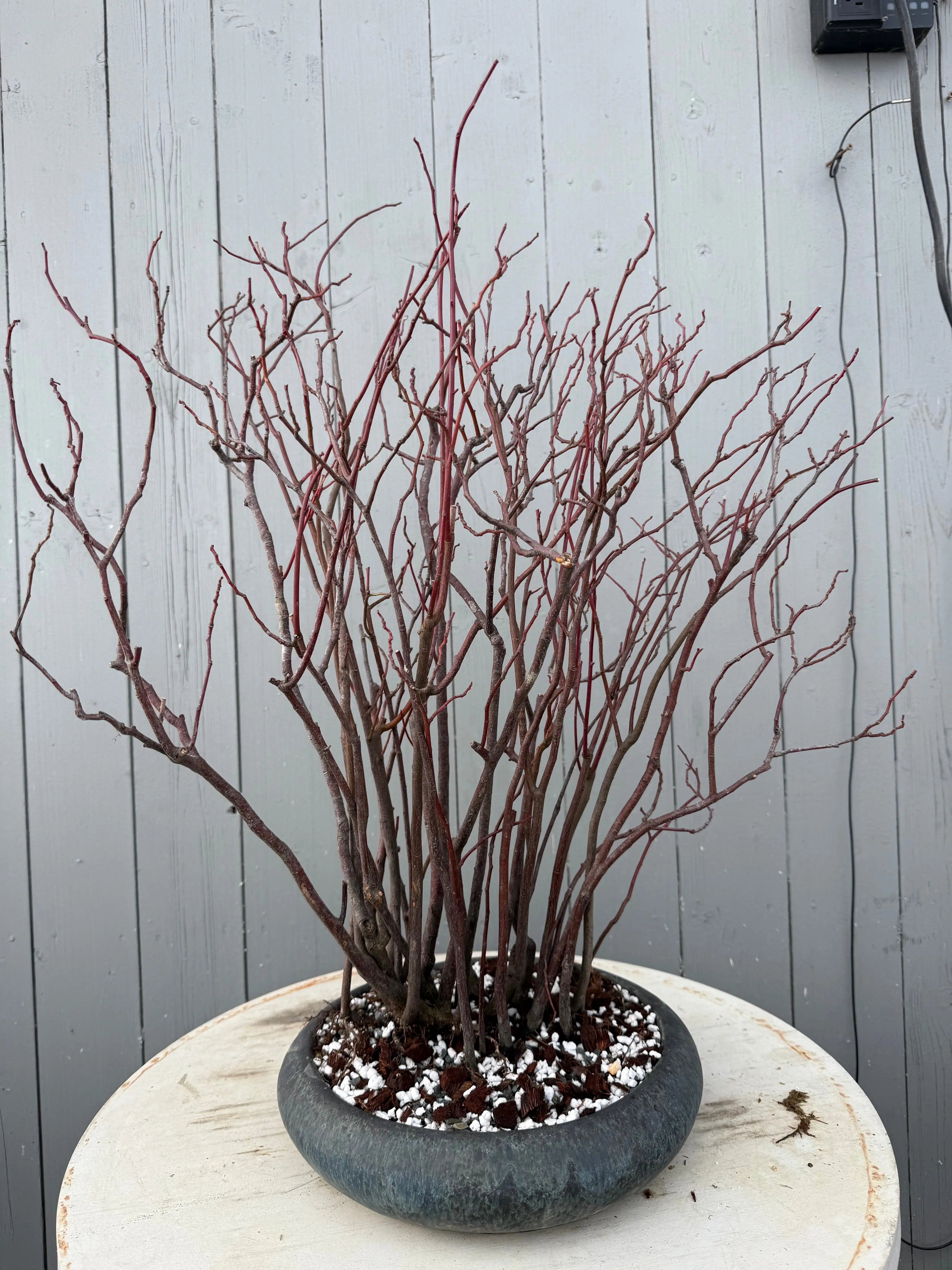 Itea japonica Canada Bonsai