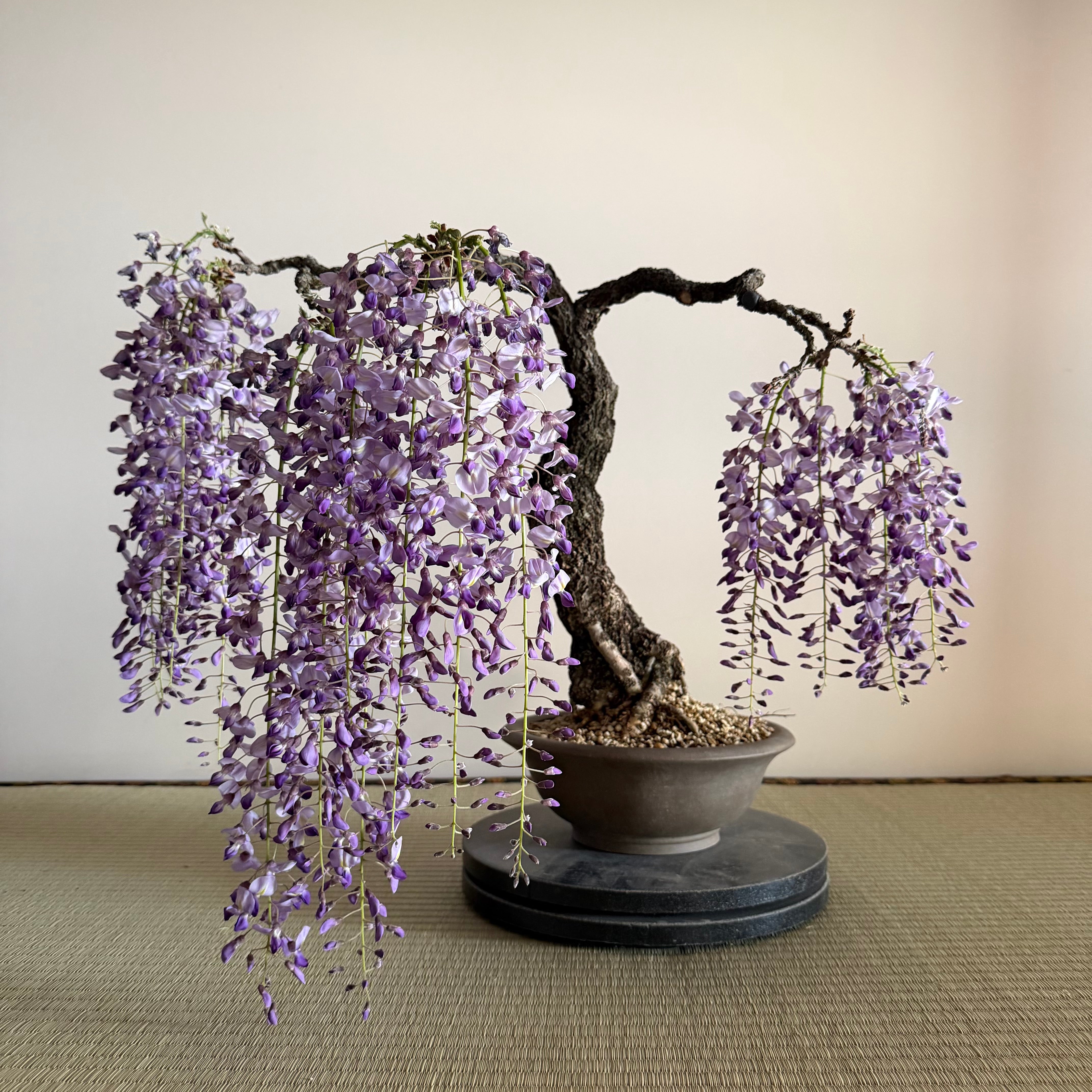 Wisteria floribunda