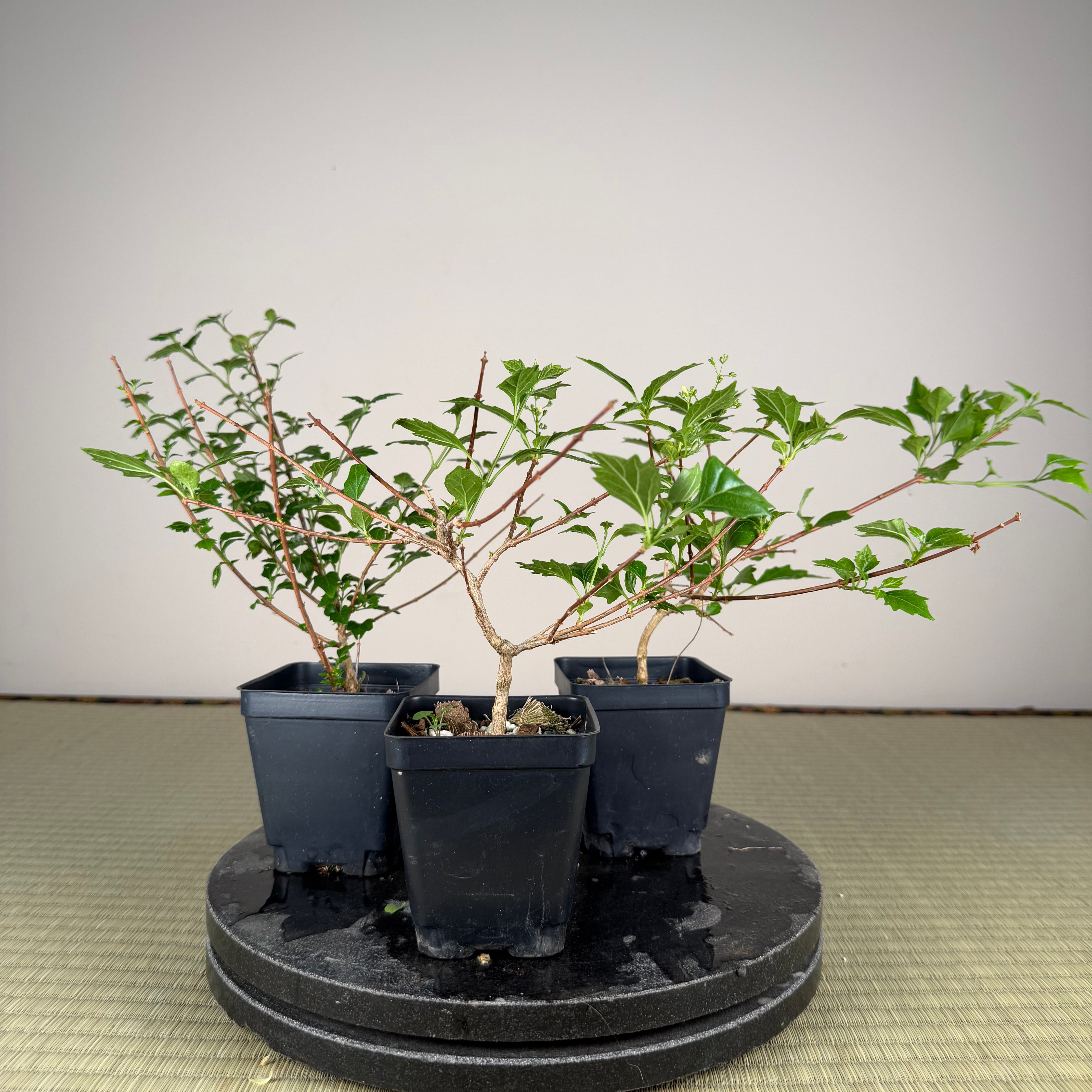 Premna japonica (small)