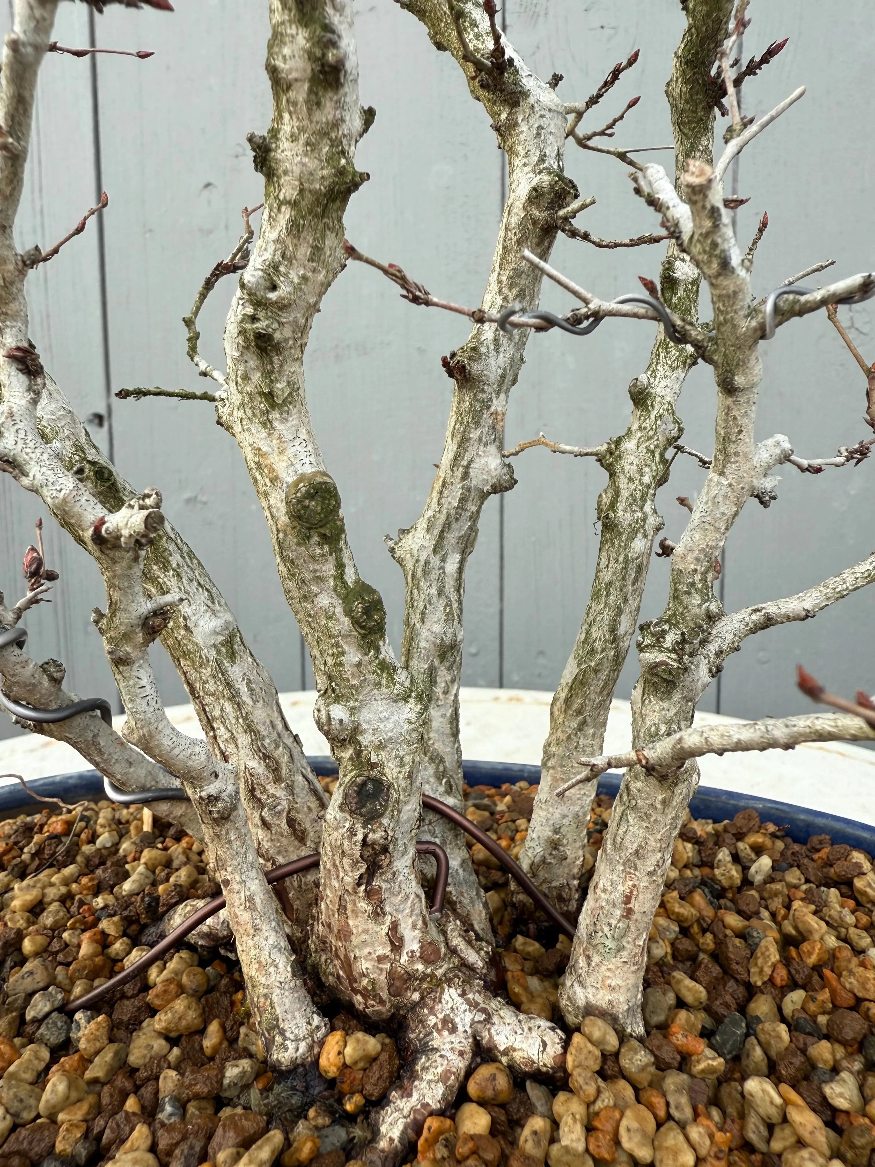 Carpinus turczaninowii Canada Bonsai