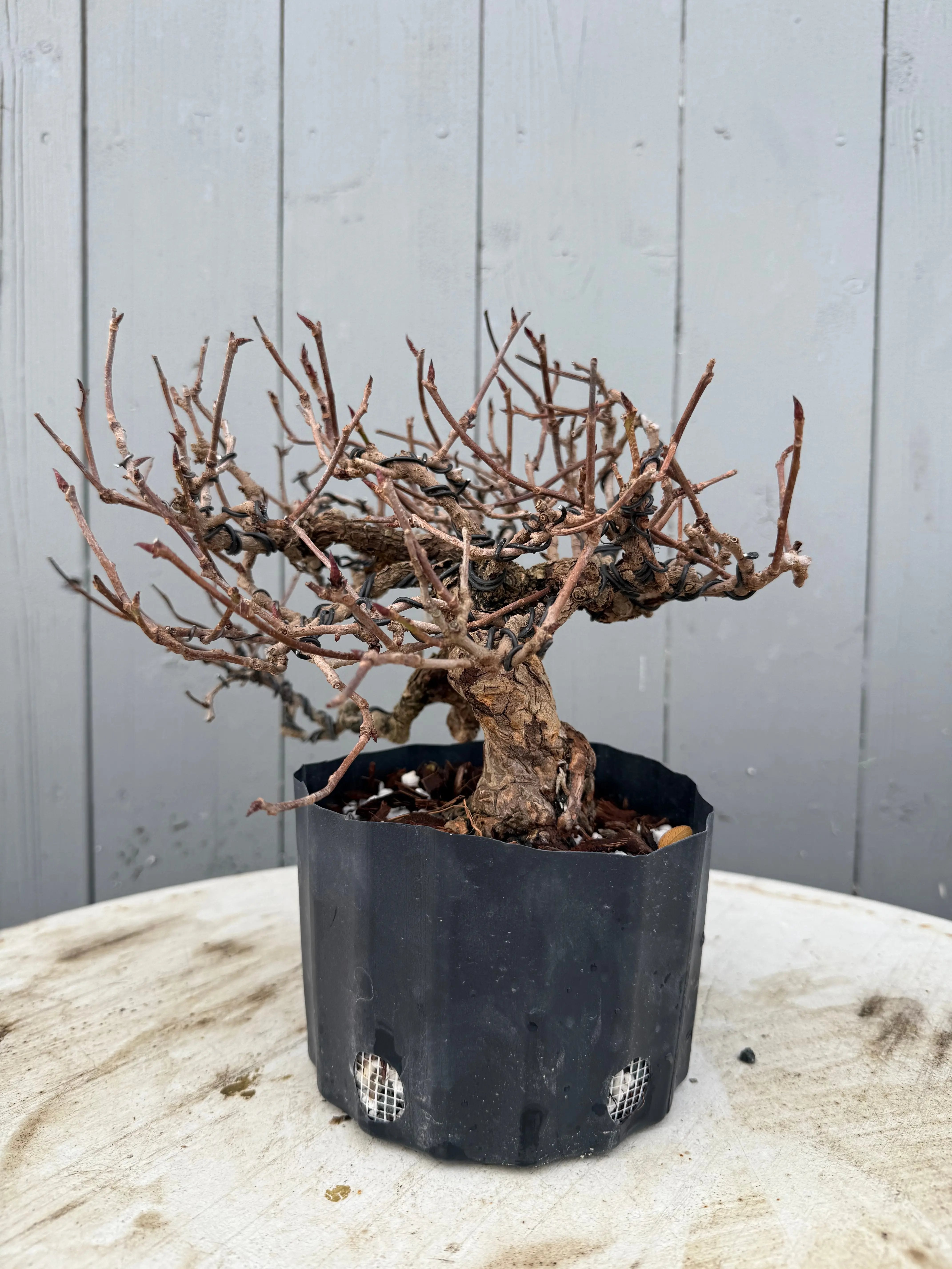 Kadsura japonica Canada Bonsai