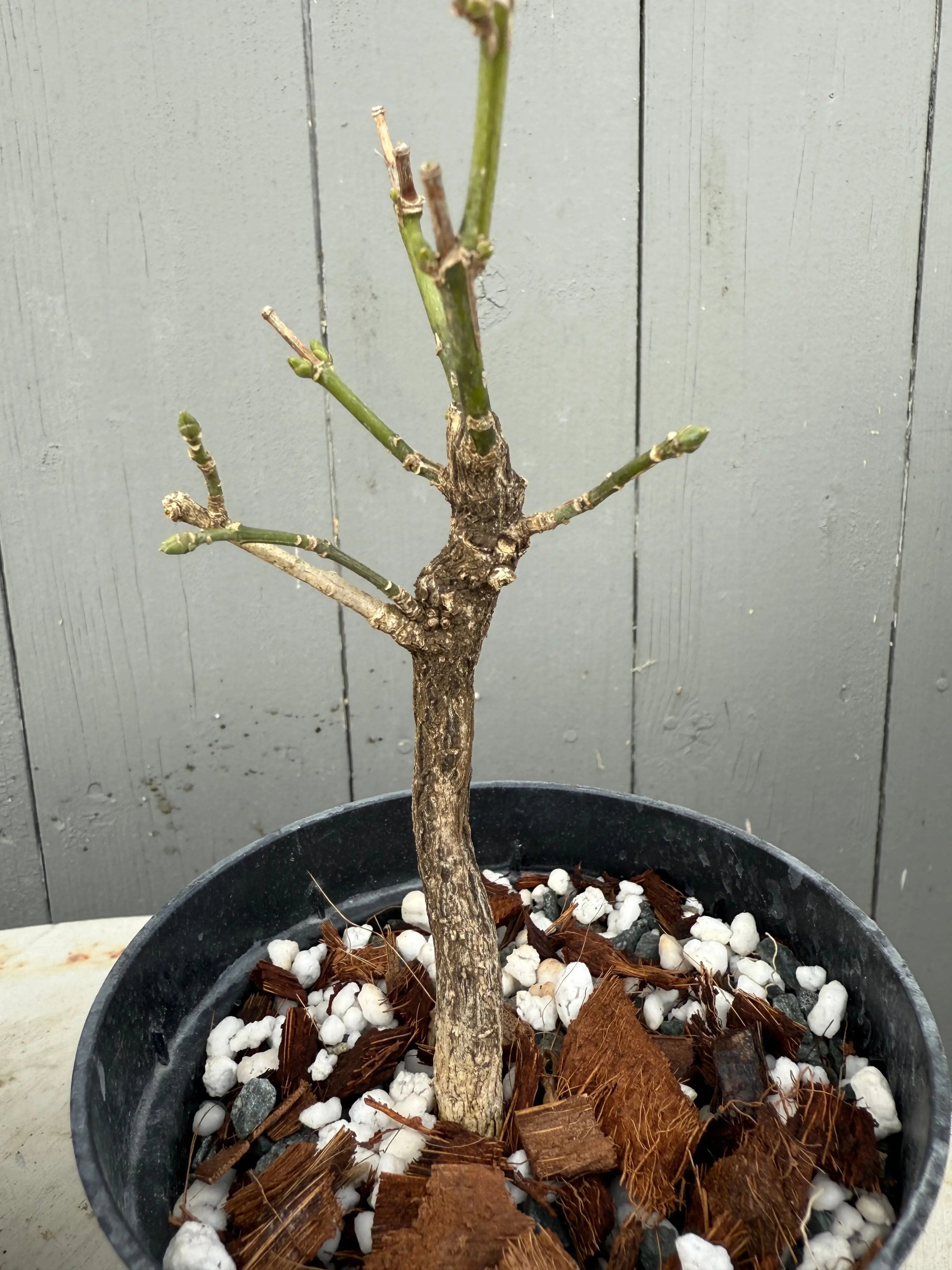 Euonymus (white flower) Canada Bonsai
