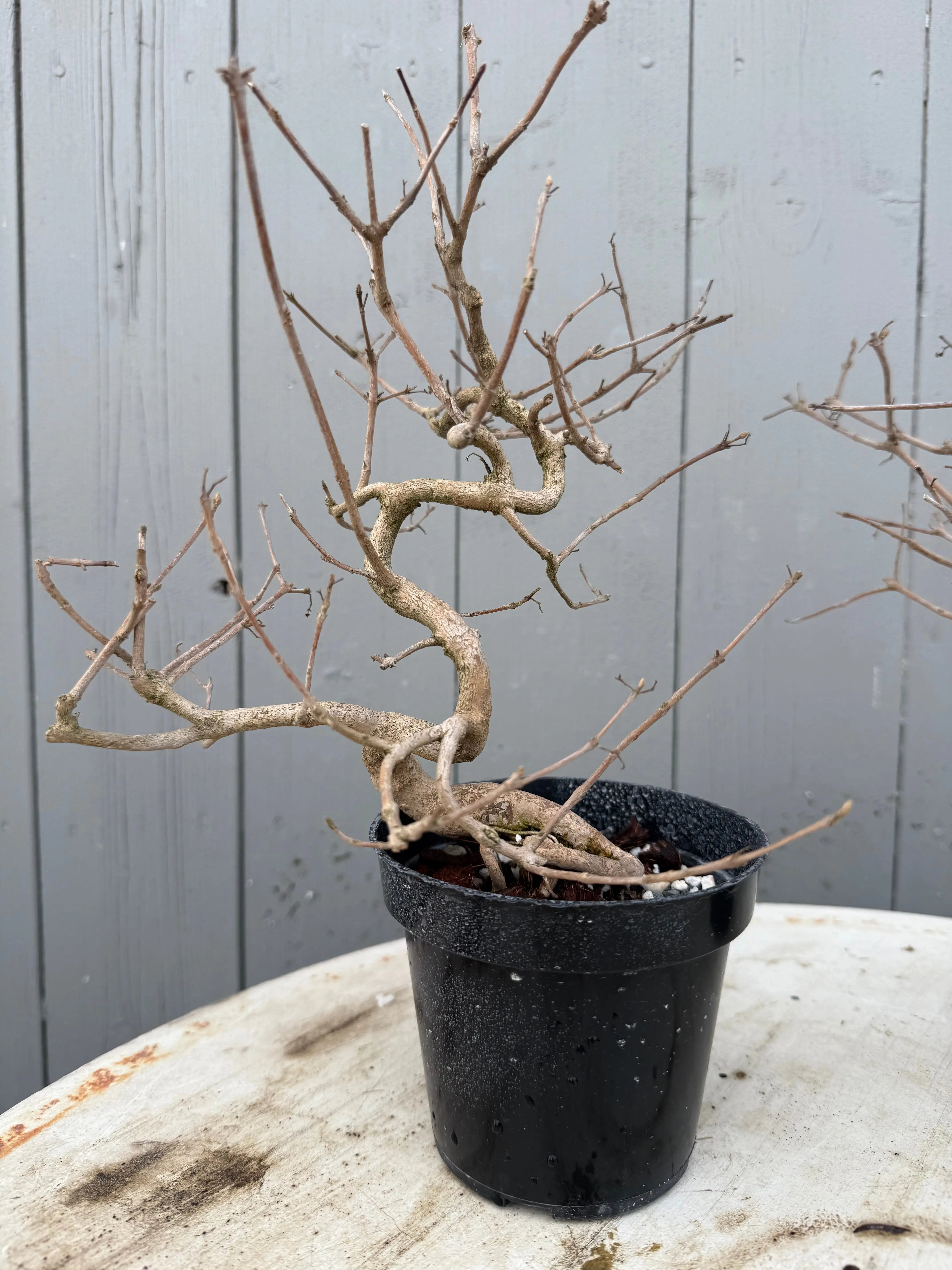 Callicarpa japonica (Toyoda-san) Canada Bonsai