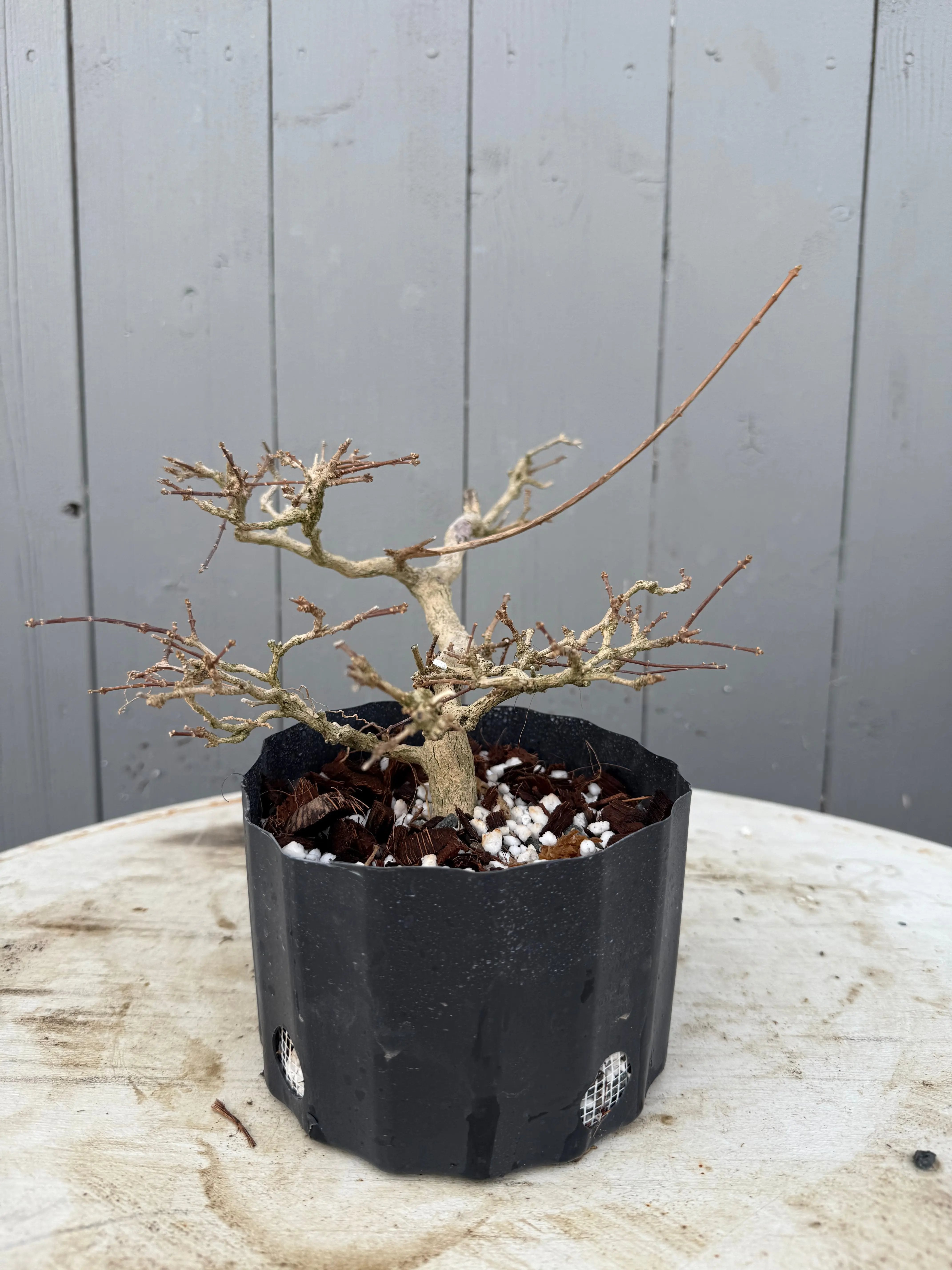 Premna japonica Canada Bonsai