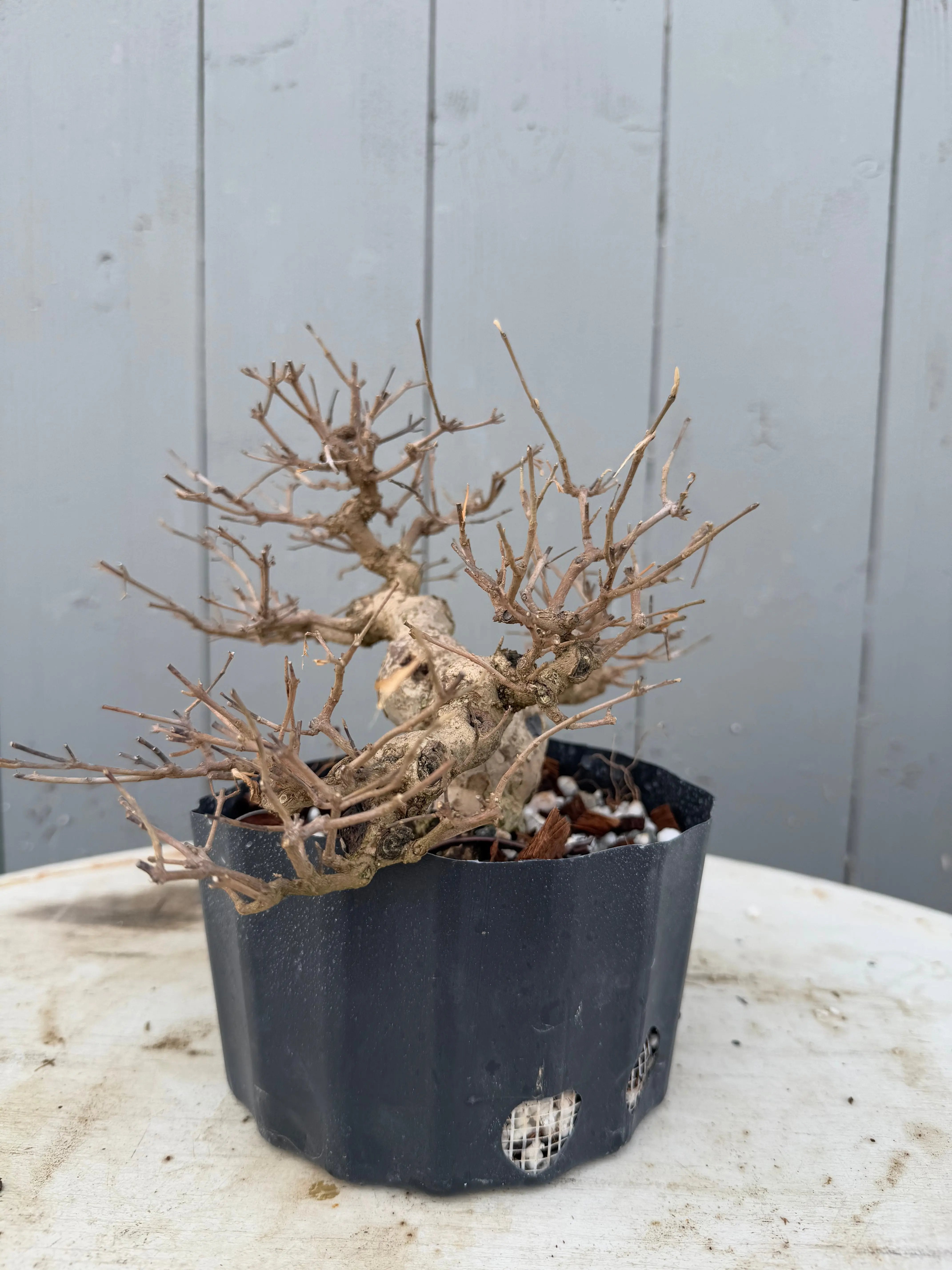 Callicarpa japonica Canada Bonsai