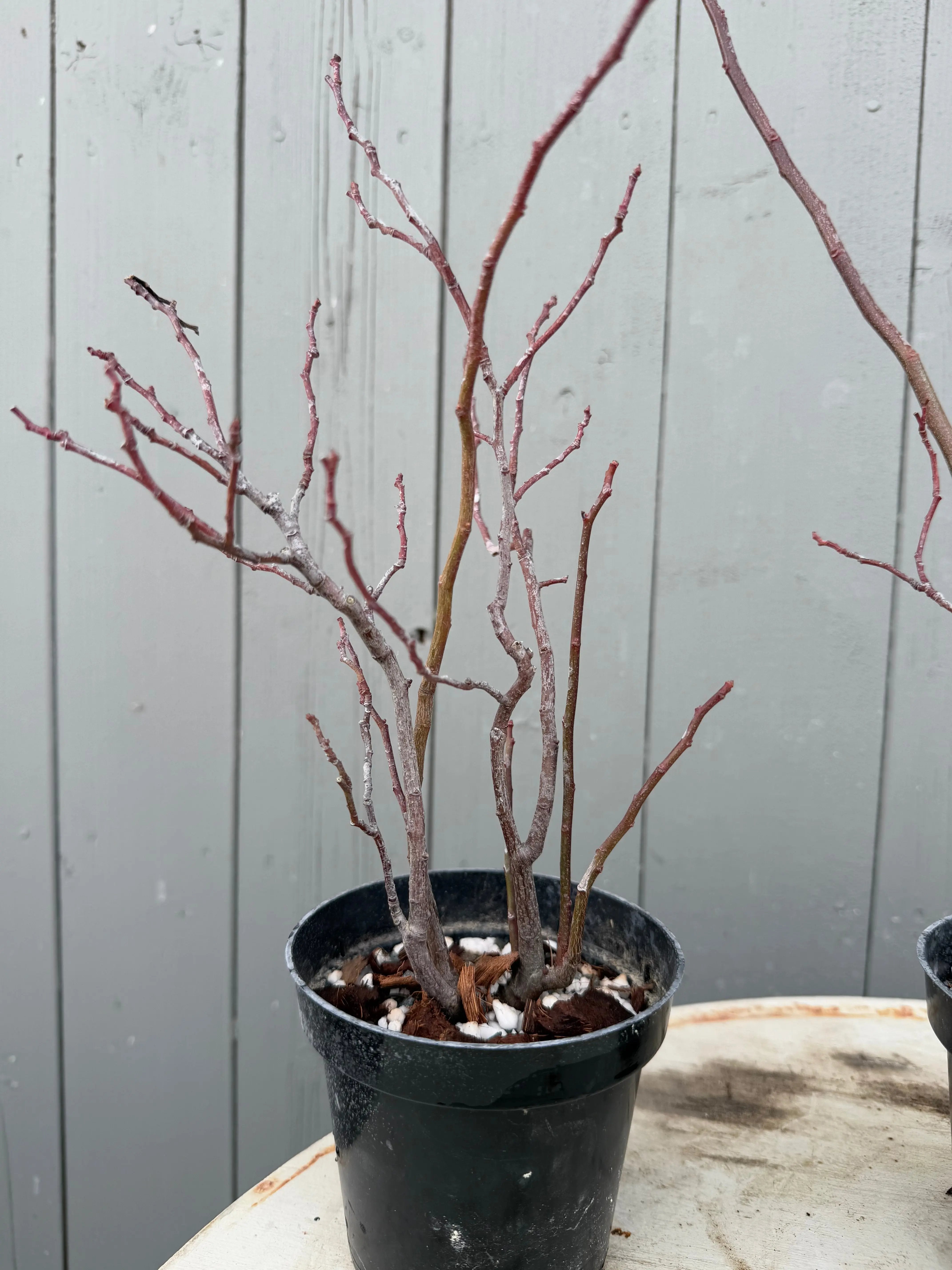 Itea japonica Canada Bonsai