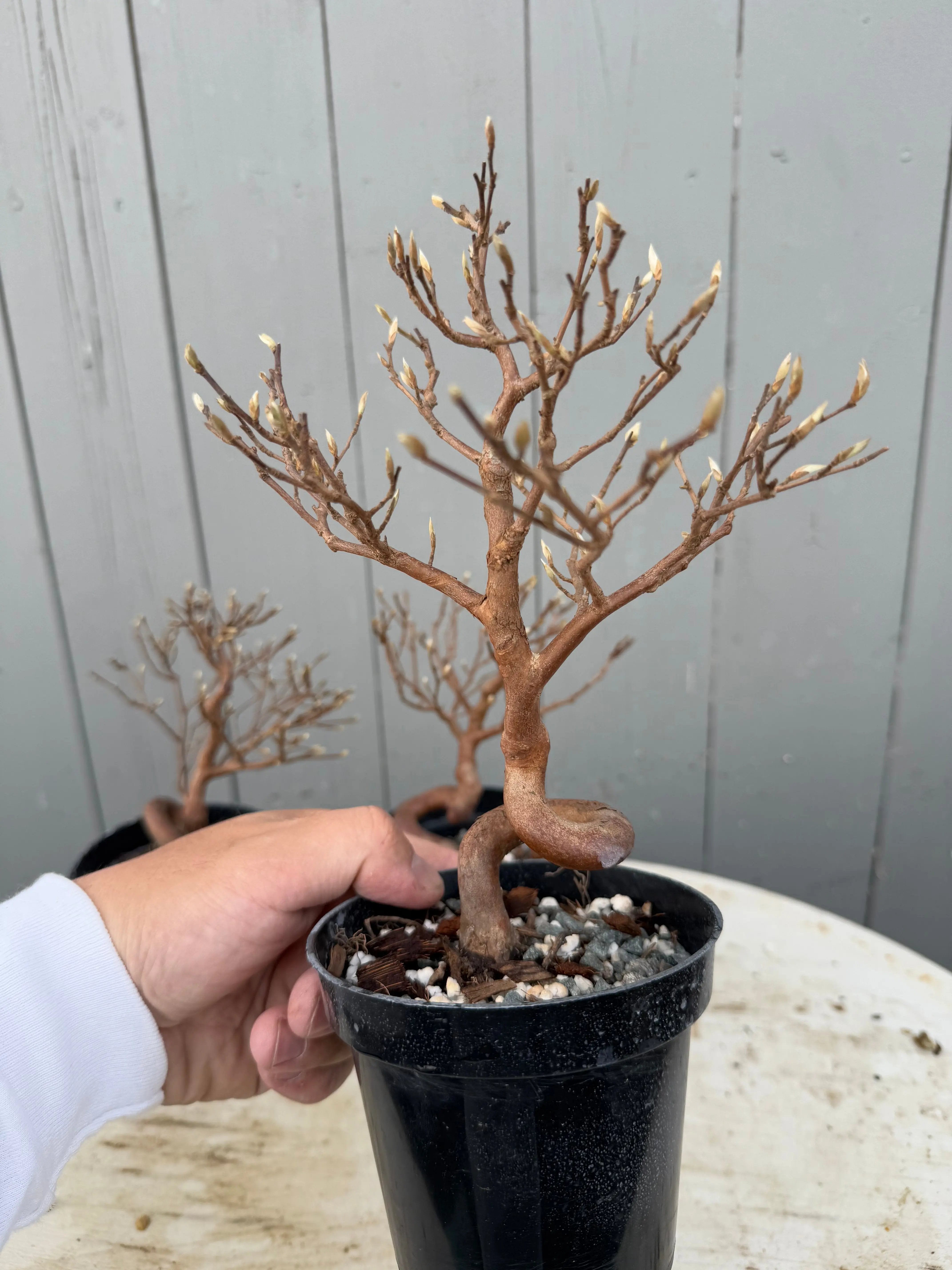 Stewartia monadelpha Canada Bonsai