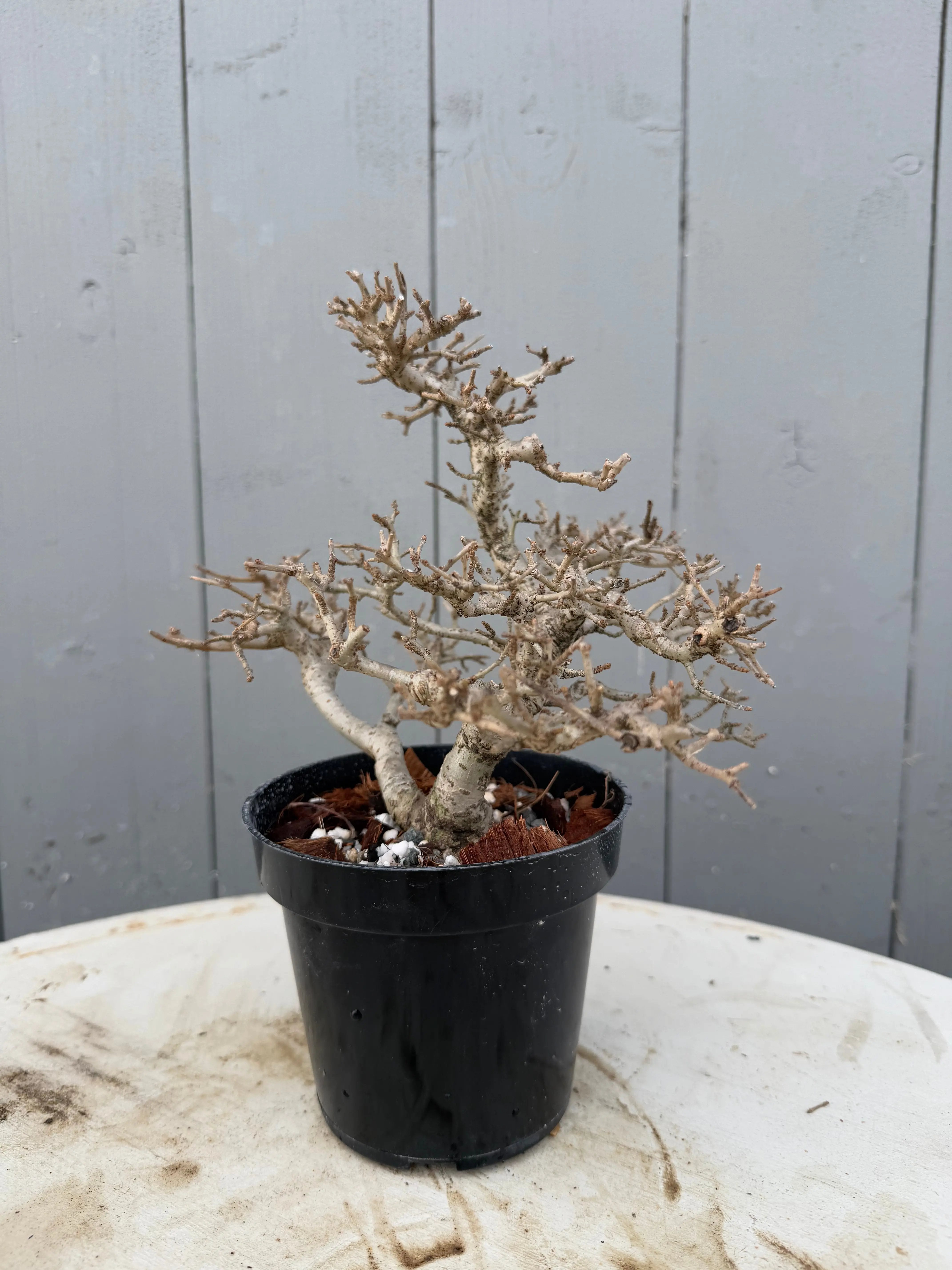 Ligustrum obtusifolium Canada Bonsai