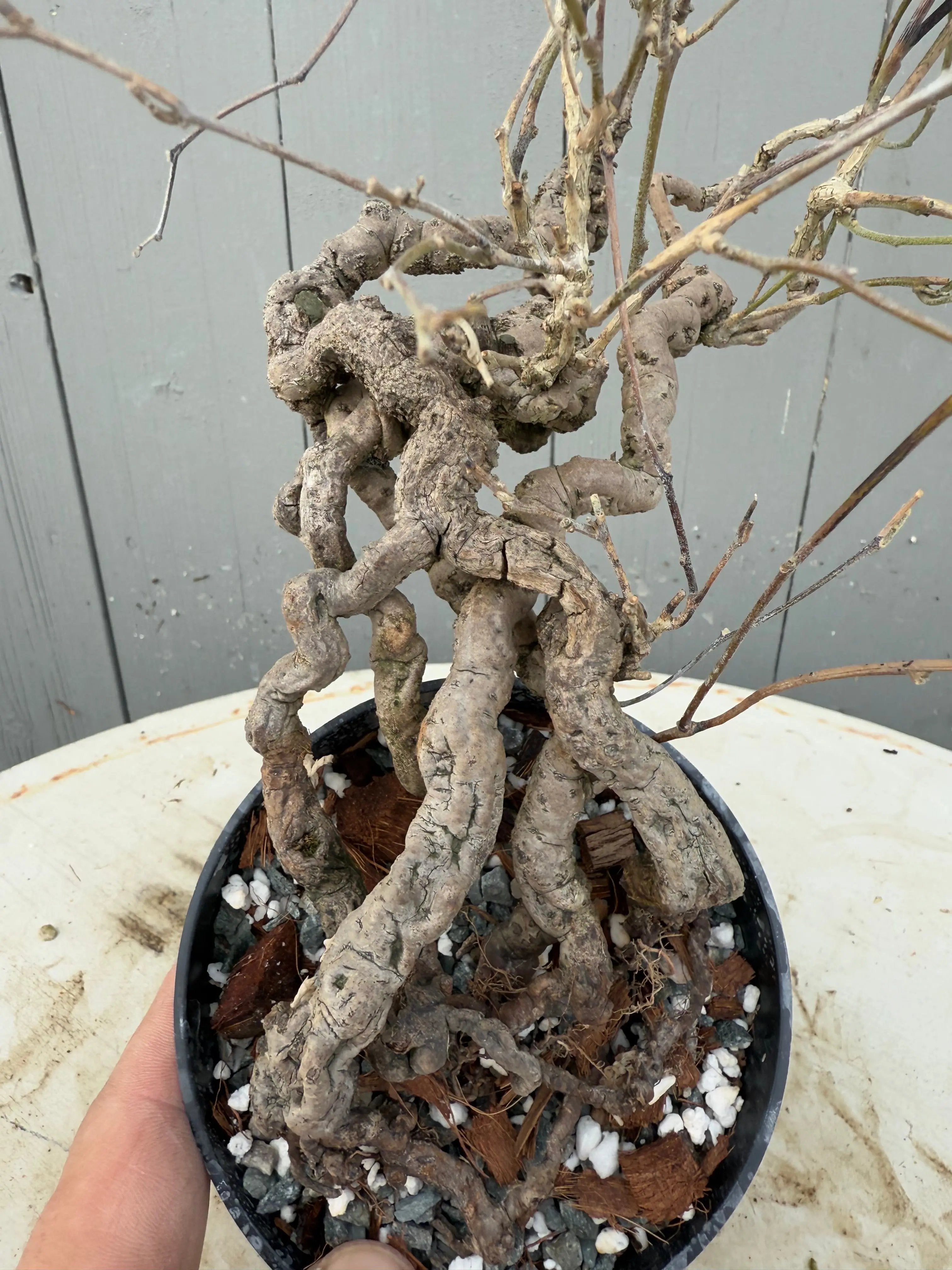 Cocculus orbiculatus Canada Bonsai