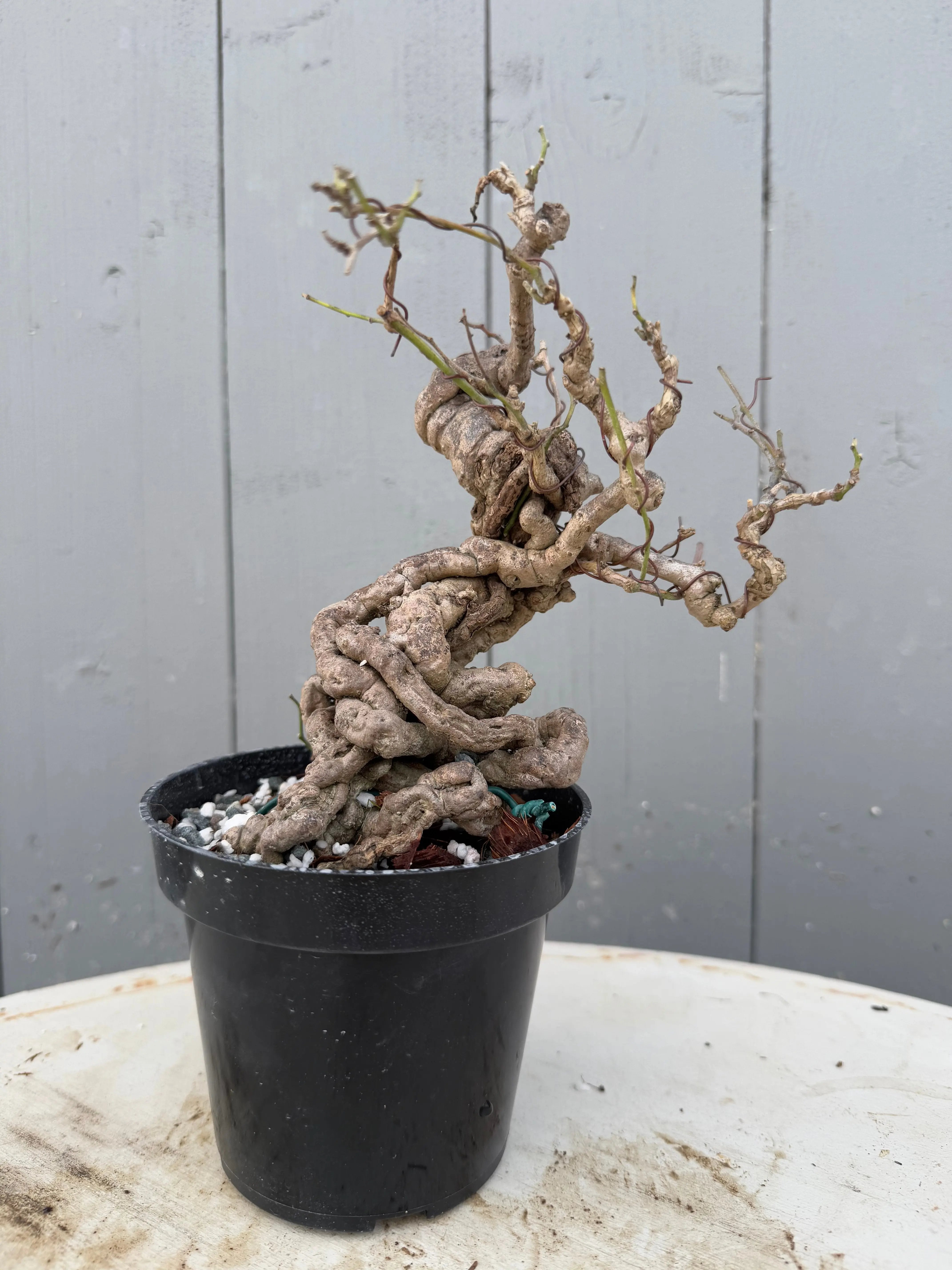 Cocculus orbiculatus Canada Bonsai
