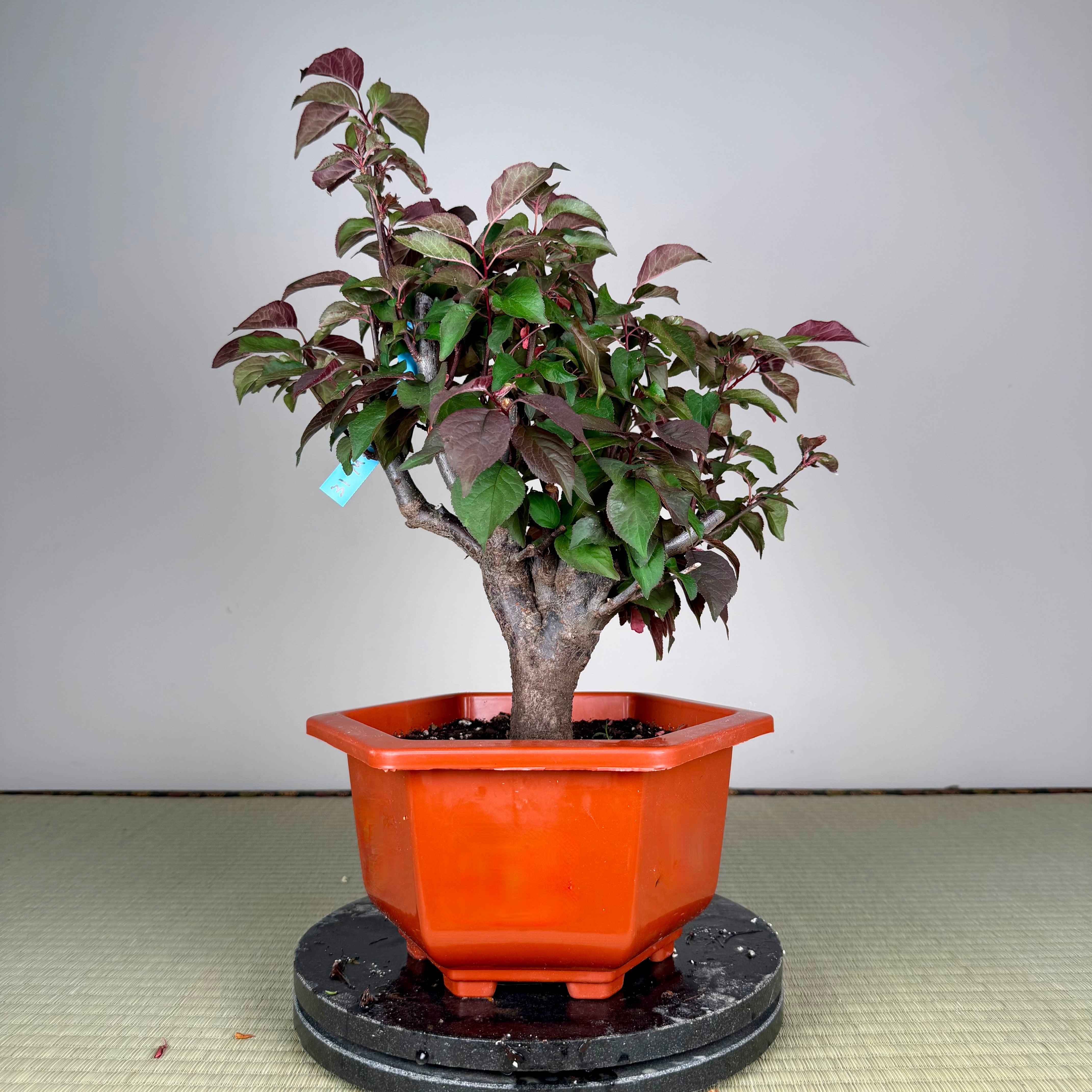 Prunus mume 'Měirén méi' #1