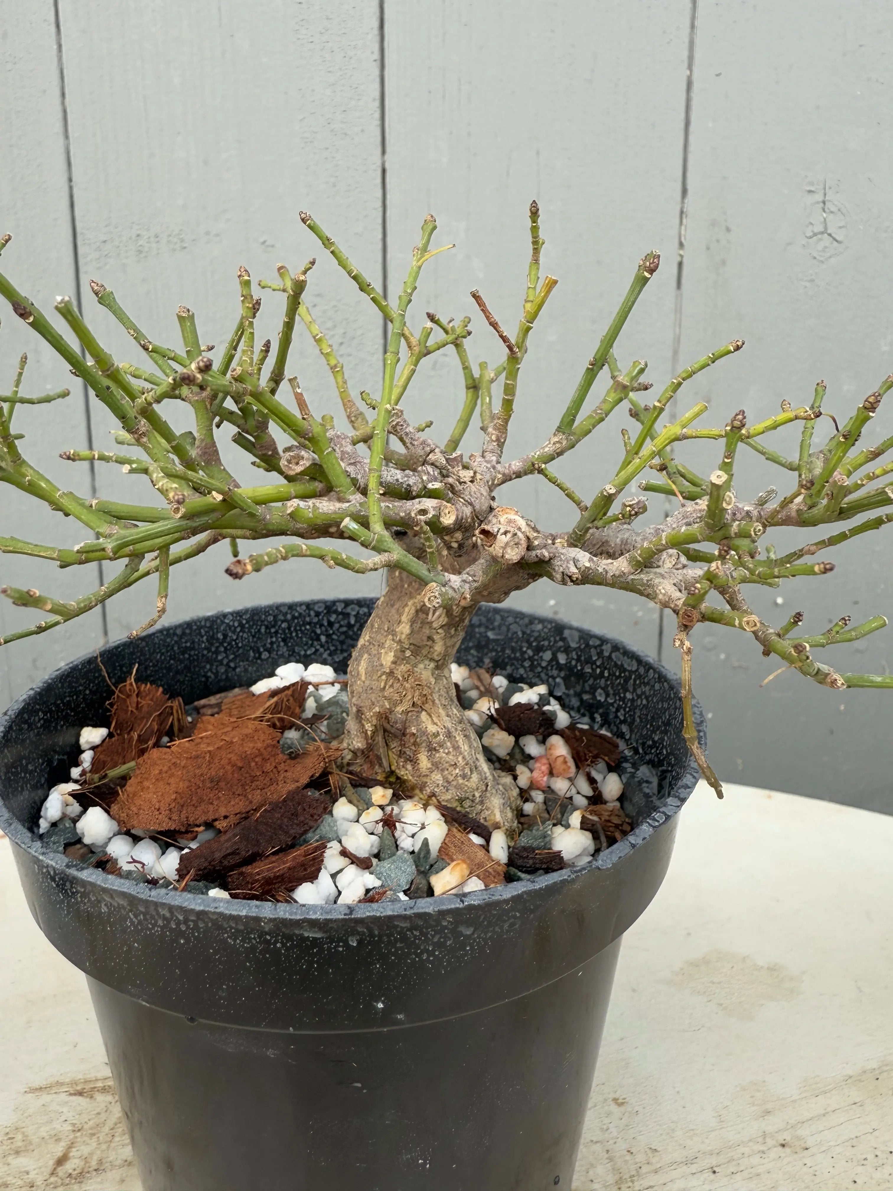 Euonymus Canada Bonsai