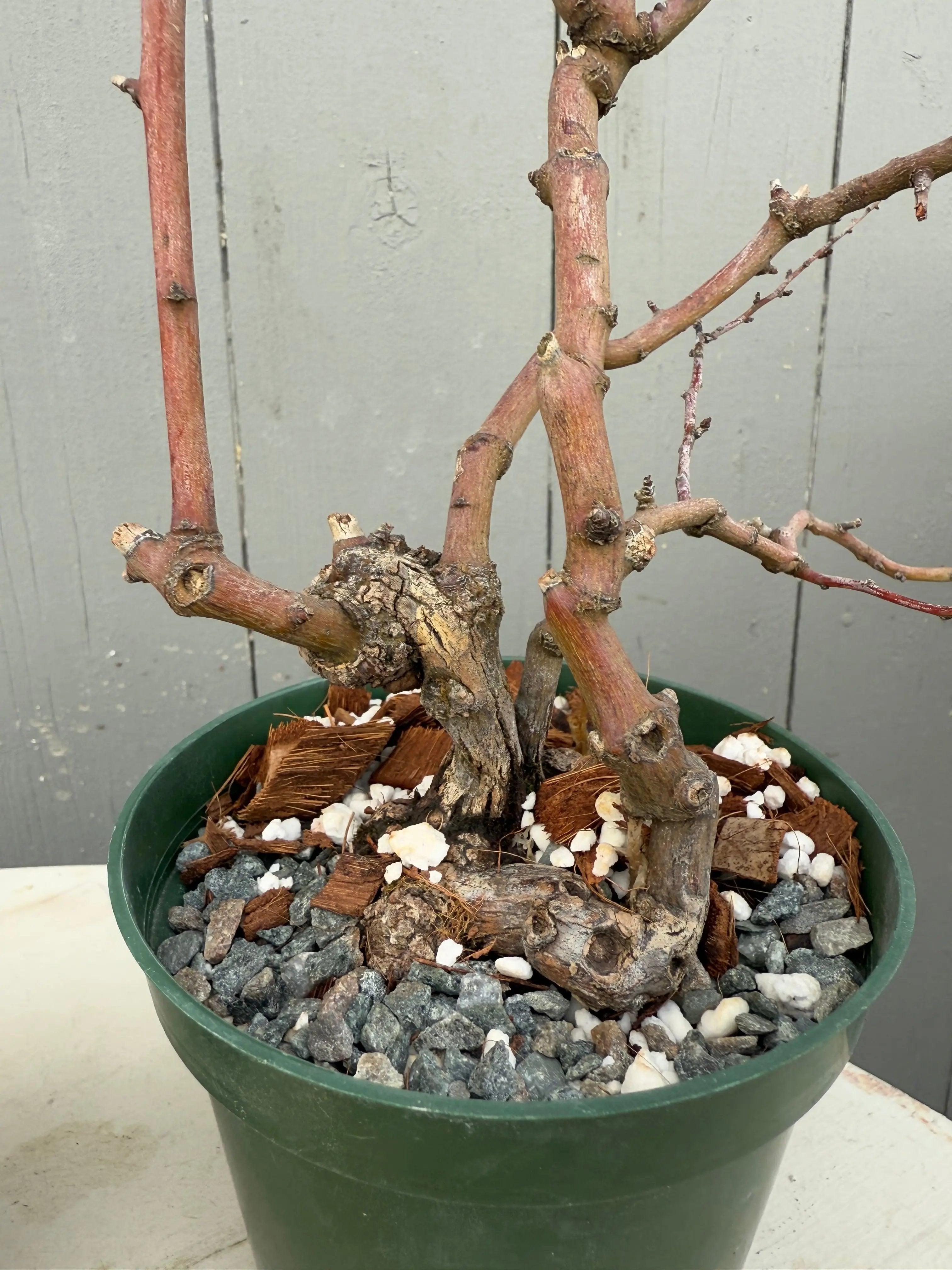 Berchemia racemosa Canada Bonsai