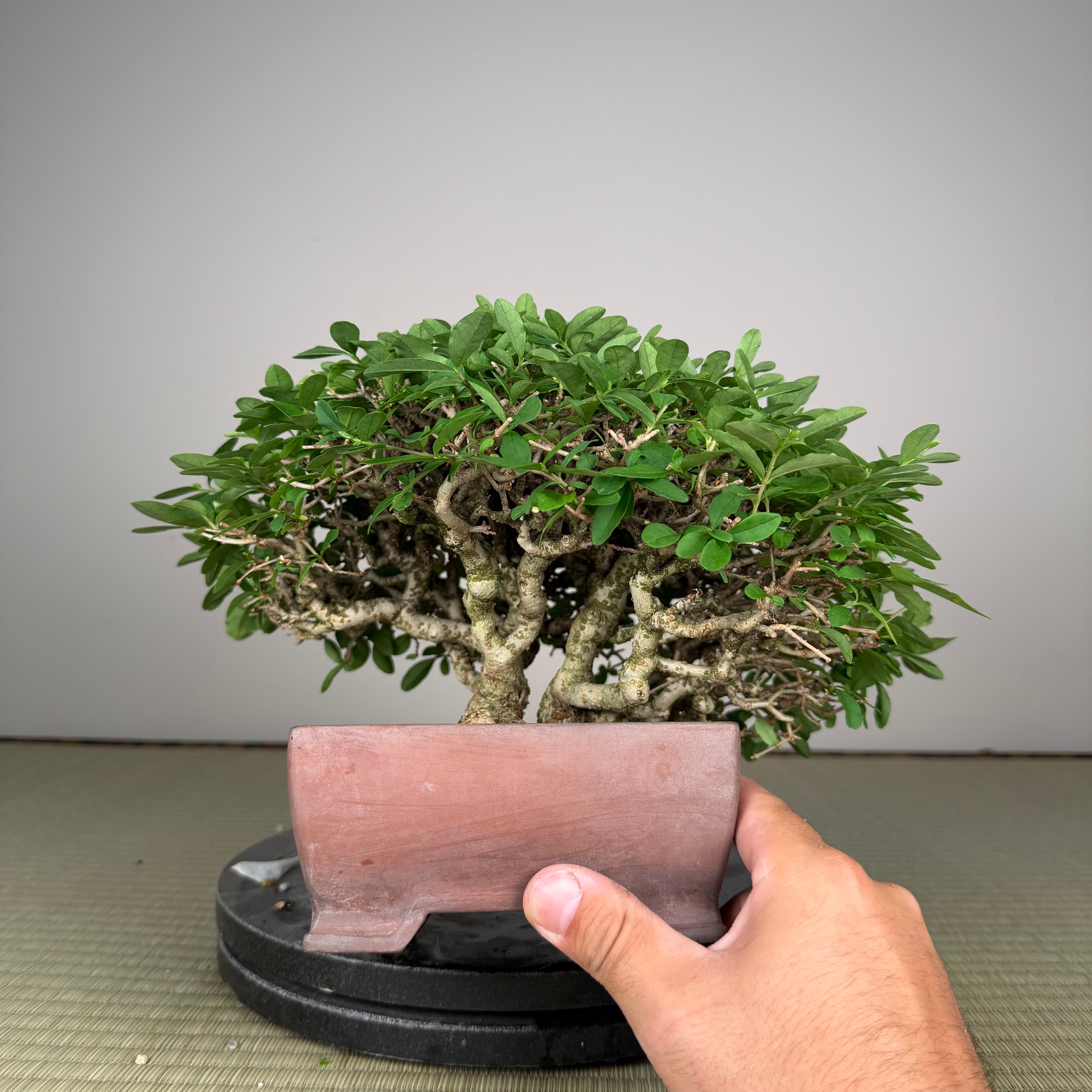 Ligustrum