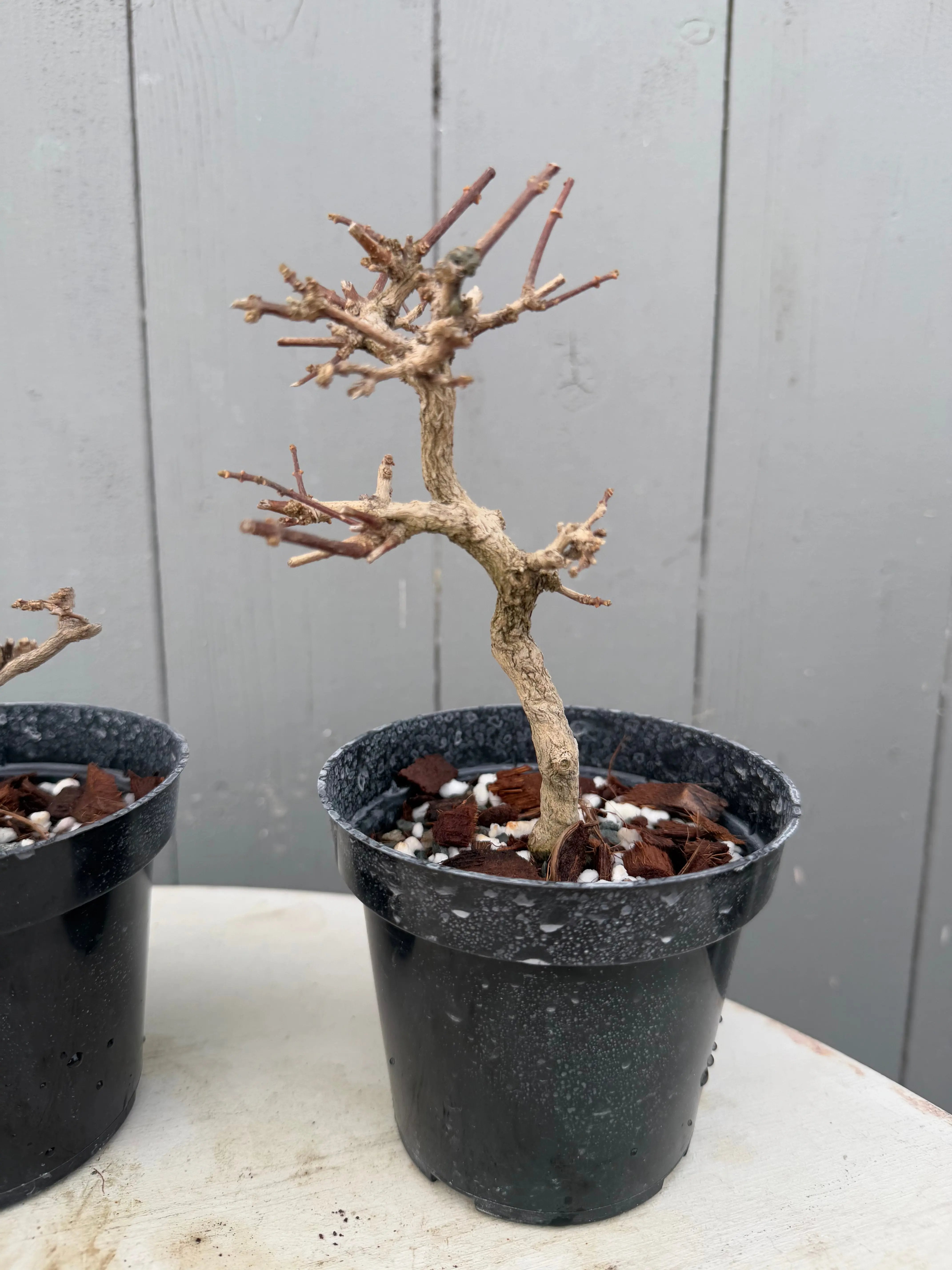Premna japonica (large) Canada Bonsai