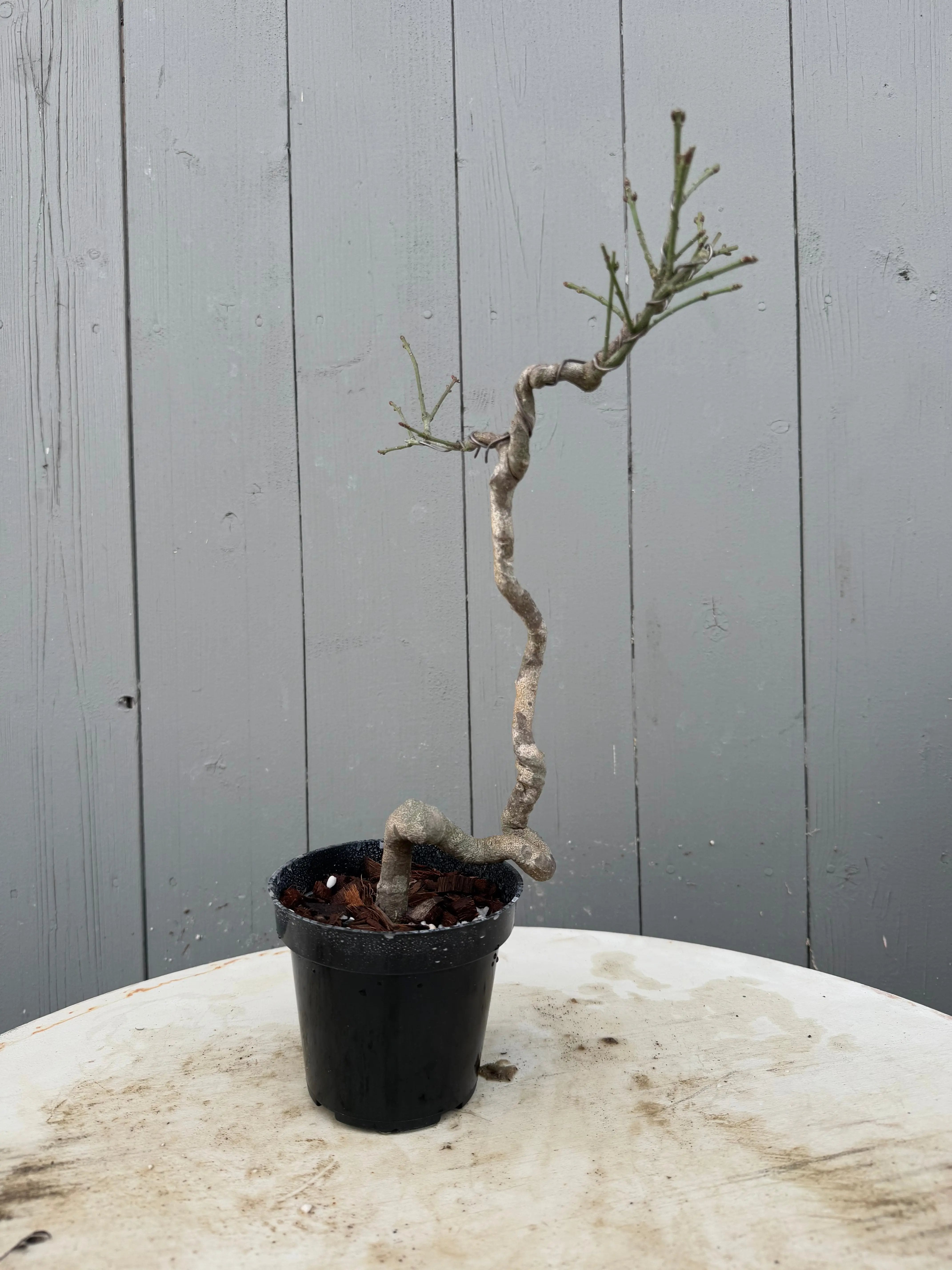 Euonymus Canada Bonsai