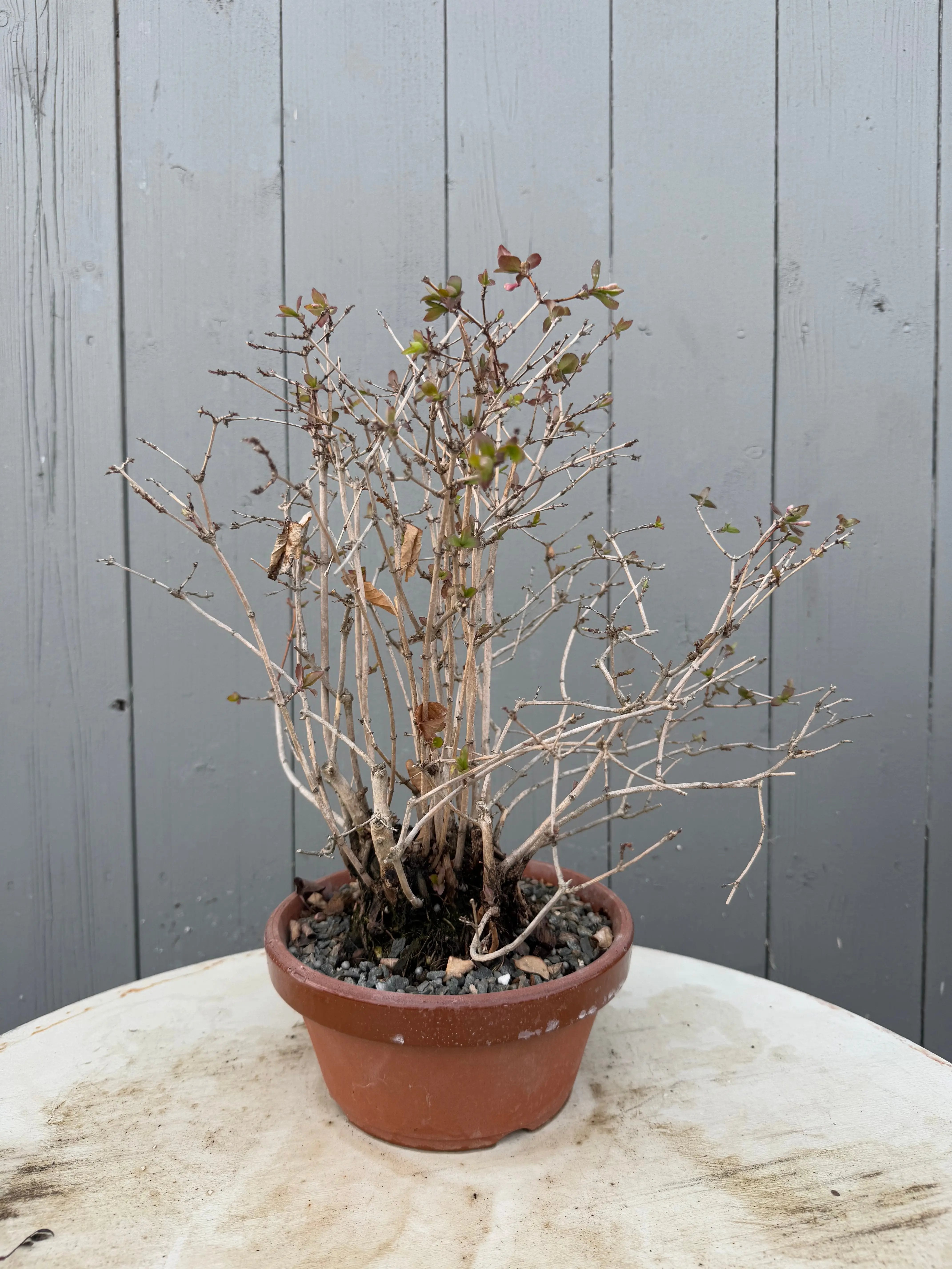 Lonicera gracilipes 'Miyama' Canada Bonsai