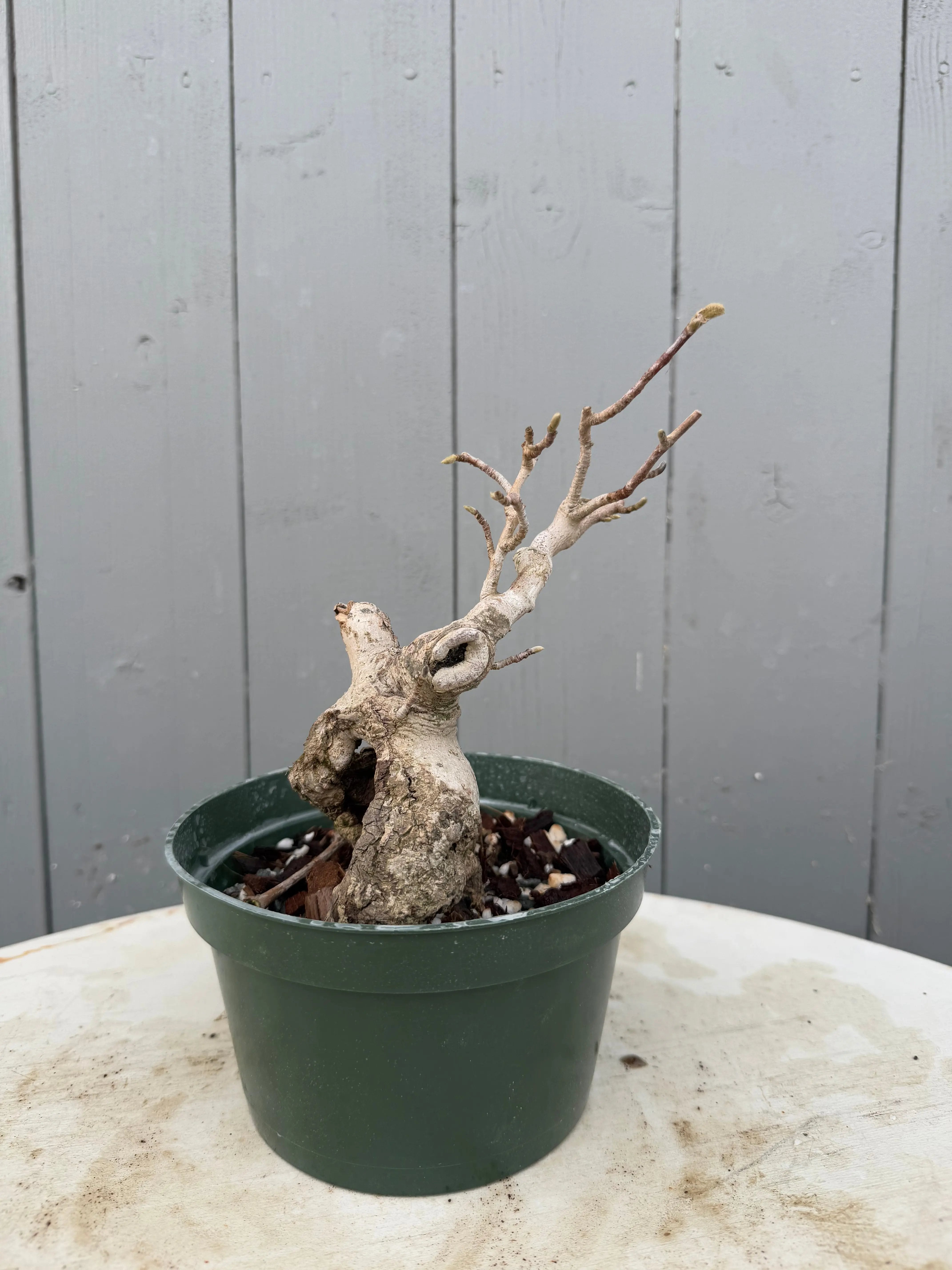 Magnolia Canada Bonsai
