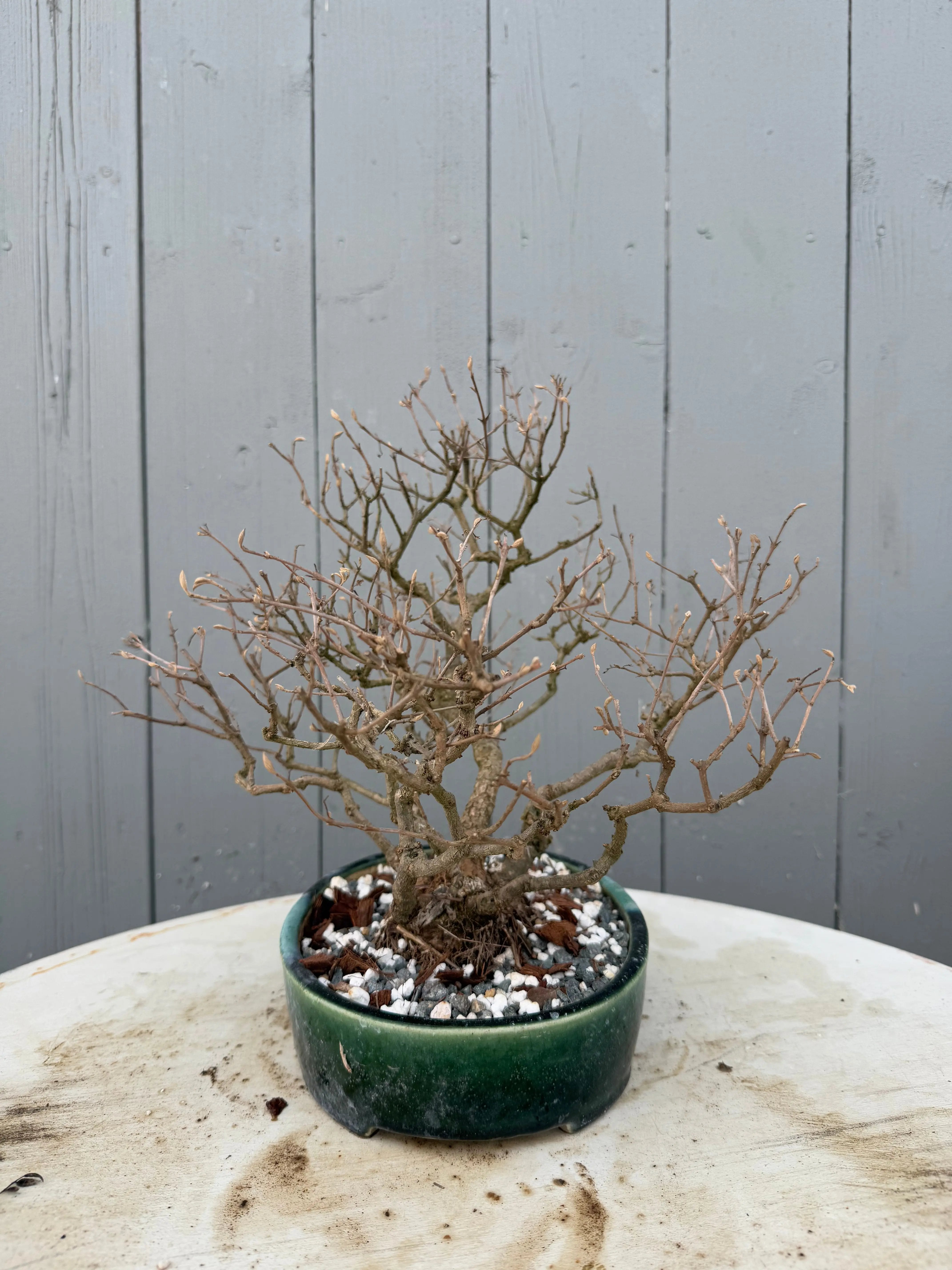 Callicarpa japonica Canada Bonsai