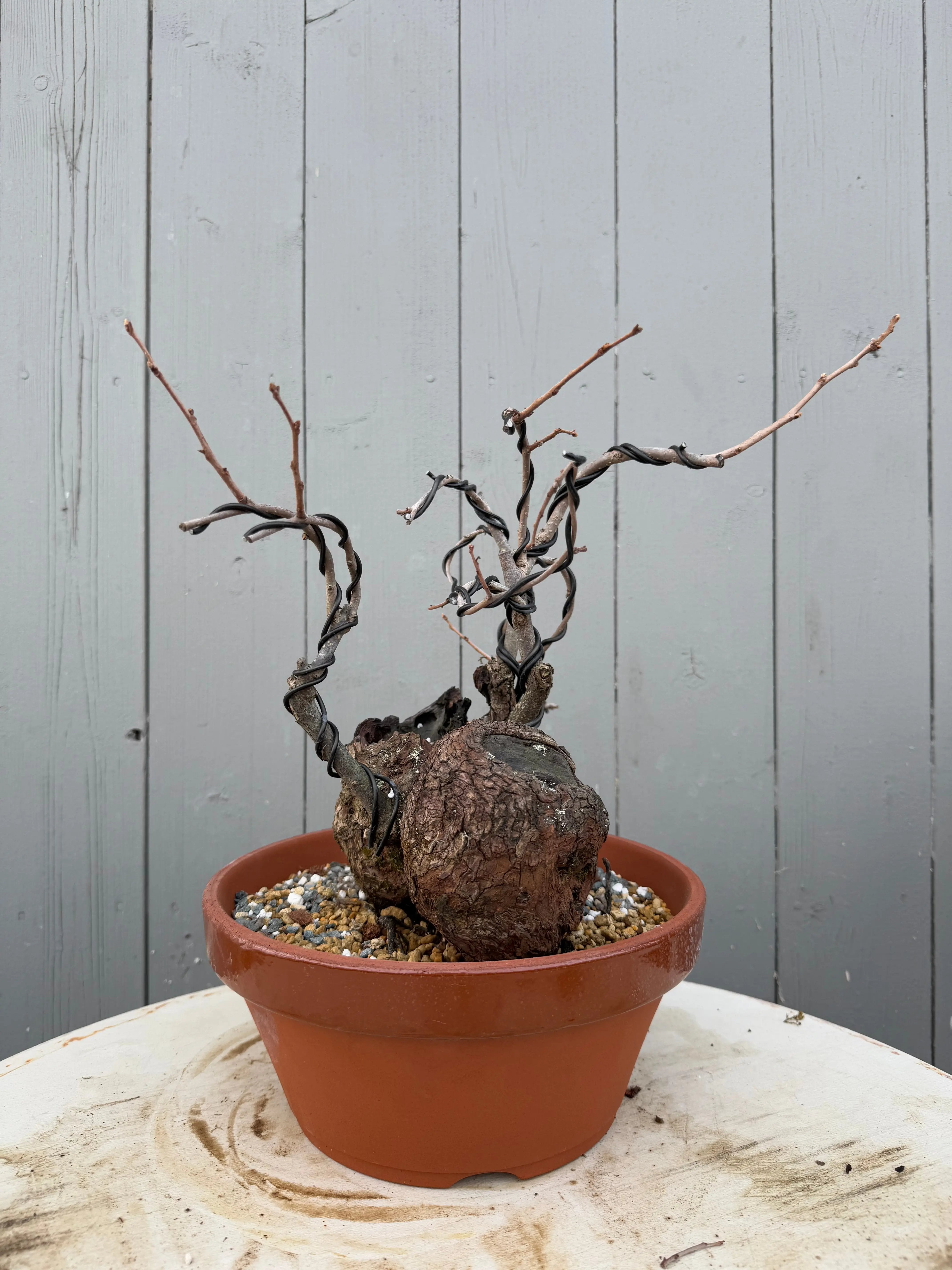 Diospyros Kaki Canada Bonsai