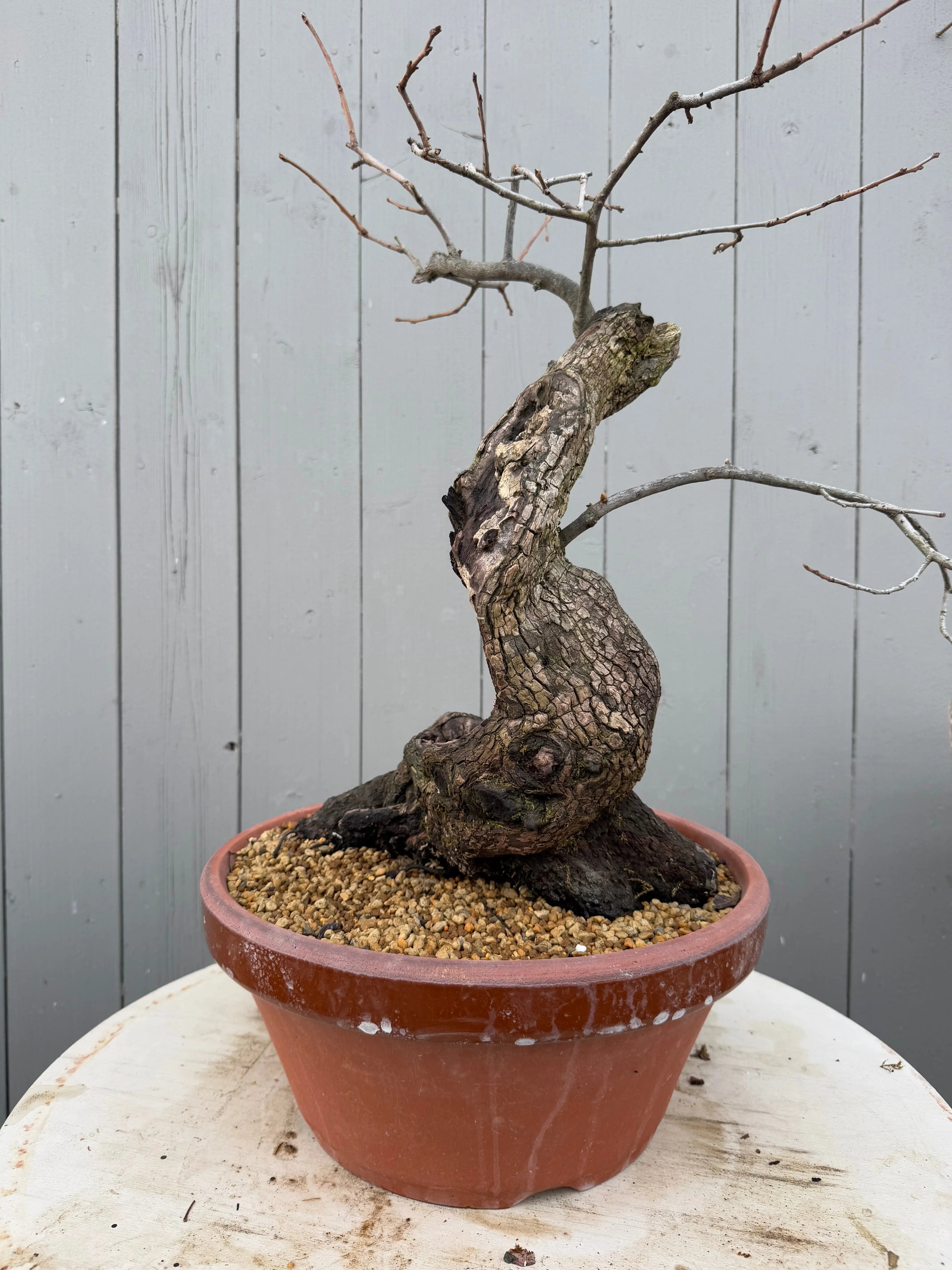 Diospyros Kaki Canada Bonsai