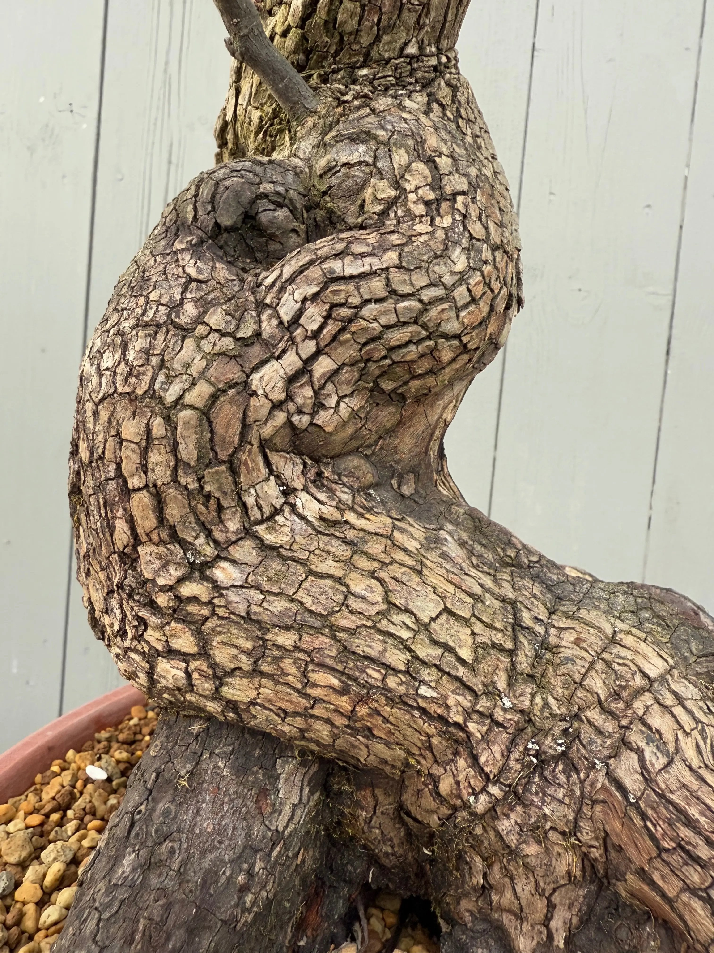 Diospyros Kaki Canada Bonsai