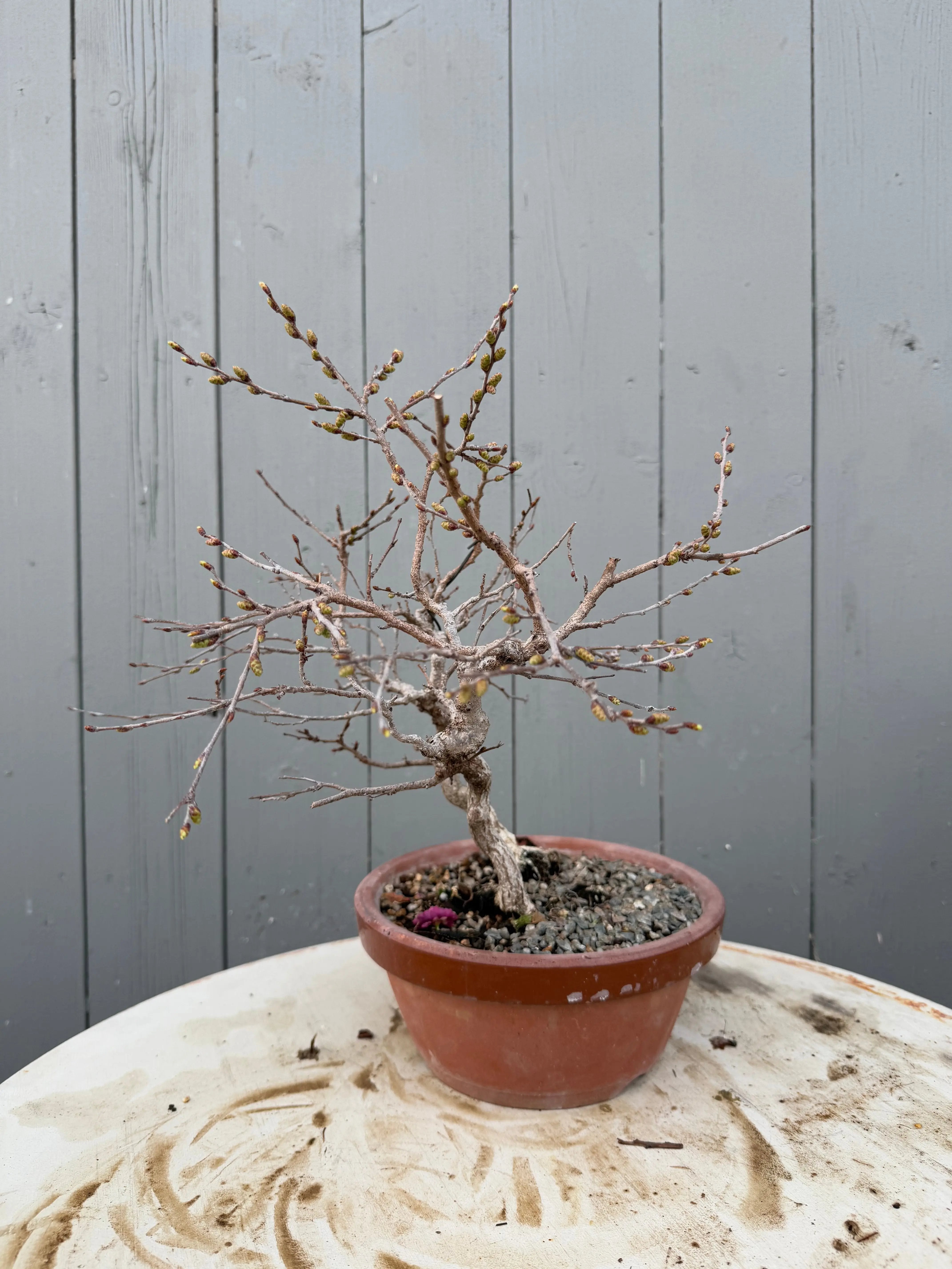 Carpinus turczaninowii Canada Bonsai